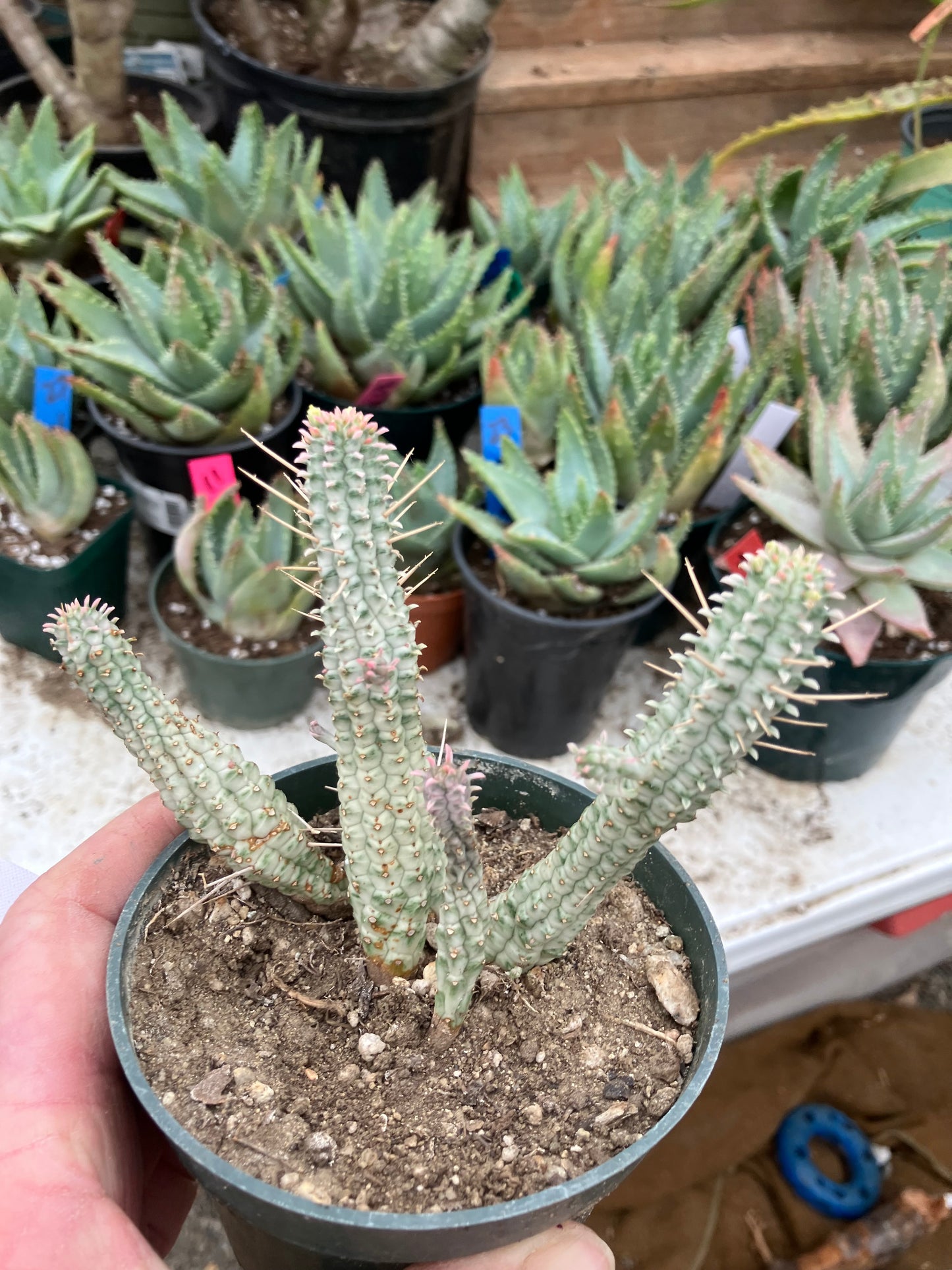 Euphorbia mammillaria variegata Corn Cob 4"Tall #10W