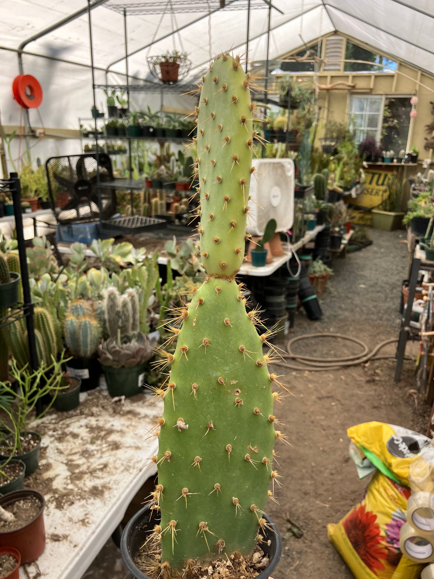 Opuntia engelmannii "Texas Prickly Pear" 13"Tall #103P