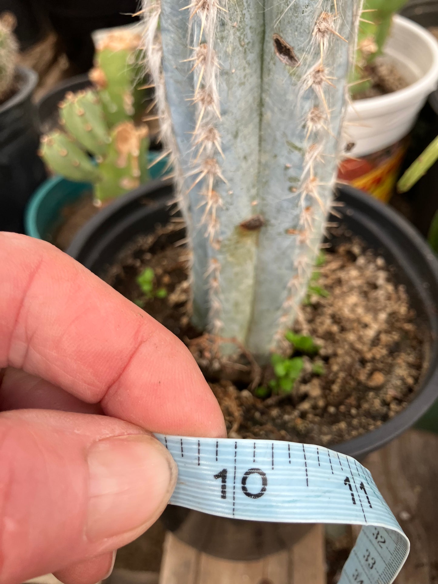 Pilosocereus Pachycladus Cactus 10" Tall 8.5"Circumference