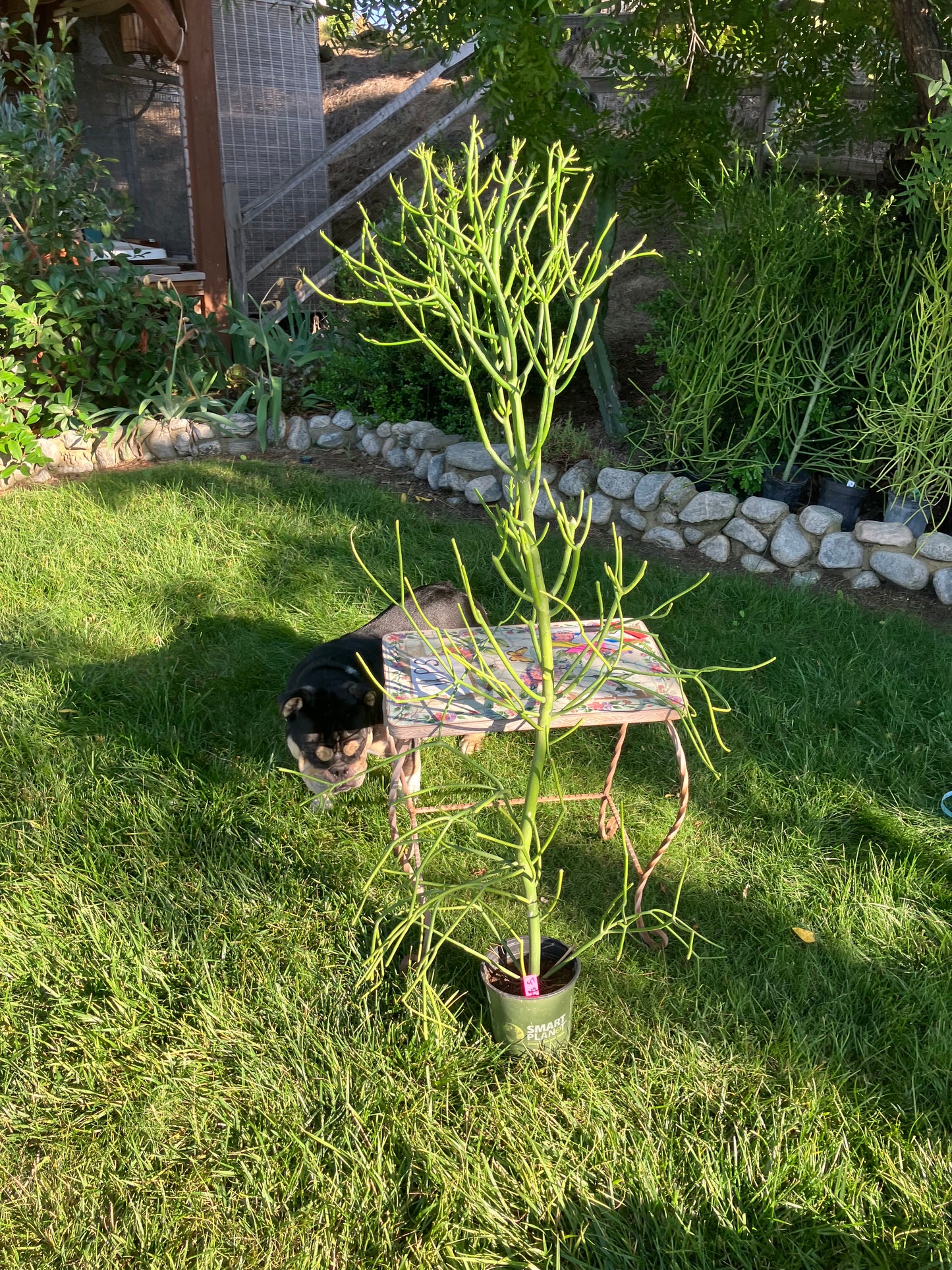 Euphorbia tirucalli Pencil Cactus/Succulent 53"Tall 20"Wide #47P