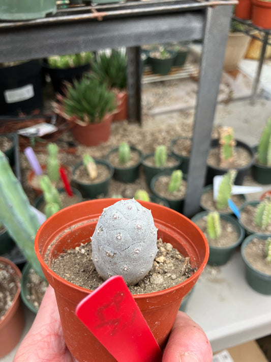 Pine Cone Cactus Tephrocactus~ articulatus  var. diadematus Pinecone 1.5"Tall #97R