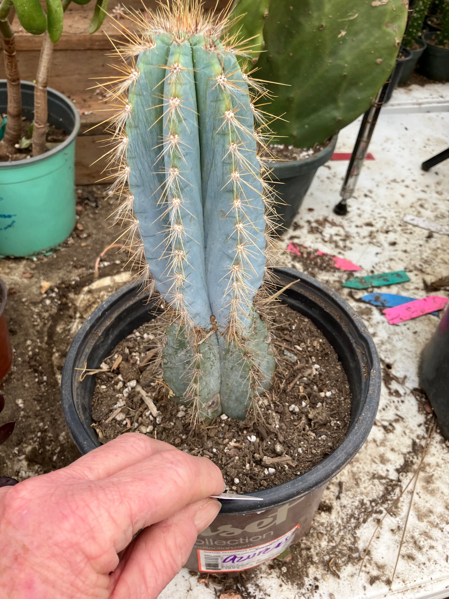 Pilosocereus Blue Azureus Cactus 10" Tall 8.5"Circumference #108W