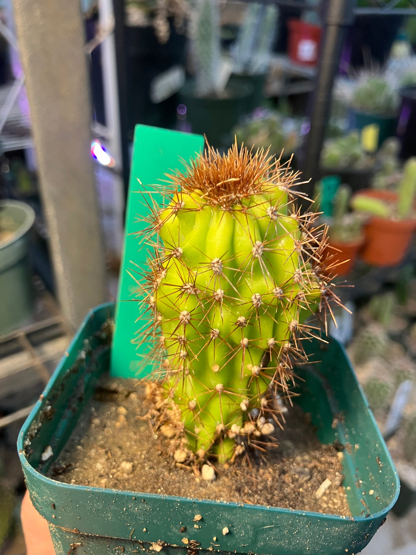 Cereus Peruvianus Monstrose "Rojo" 3” Tall #100G