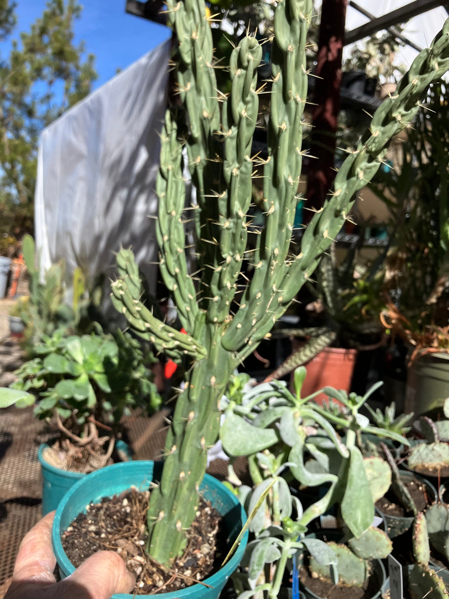 Cholla Cylindropuntia Buckhorn 27”Tall #27Y