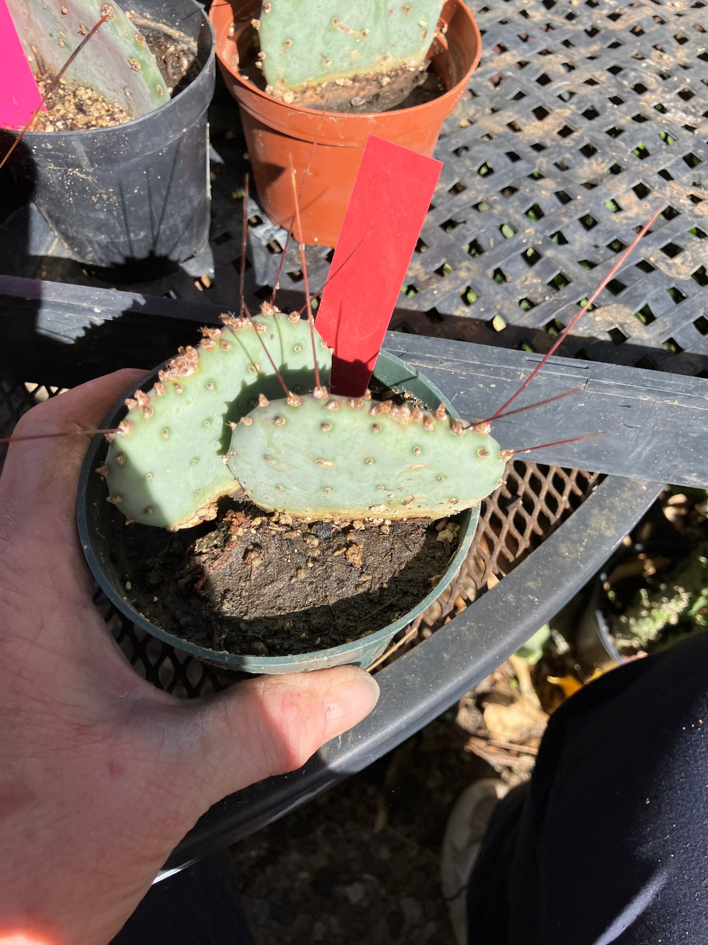 Opuntia Santa Rita Purple Prickly Pear 3.5”Tall #56R