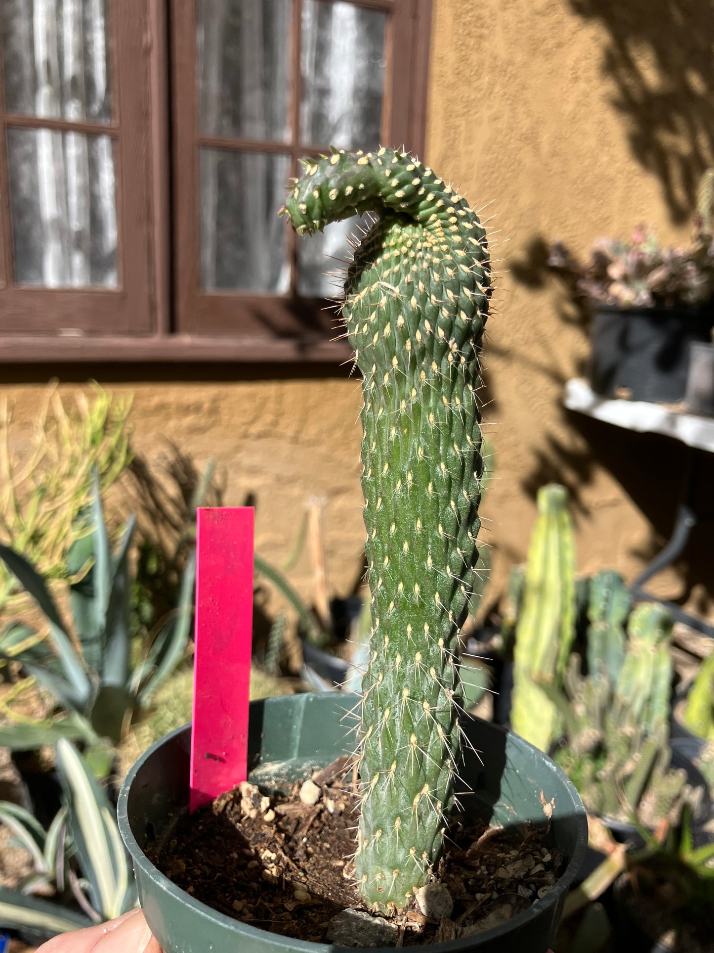 Cylindropuntia fulgida Cholla Boxing Glove Cactus Crest 6"Tall #60P