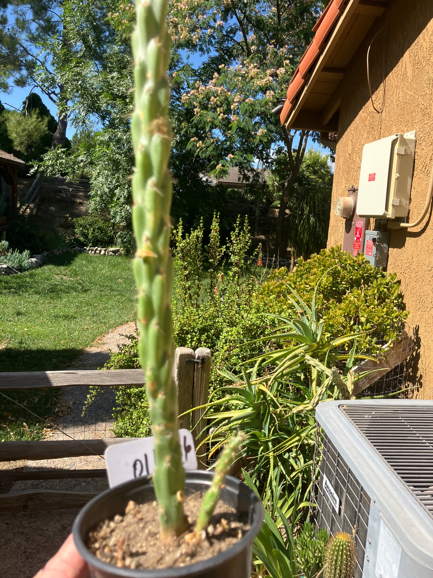 Cholla Cylindropuntia Buckhorn Cactus 16”Tall #016W