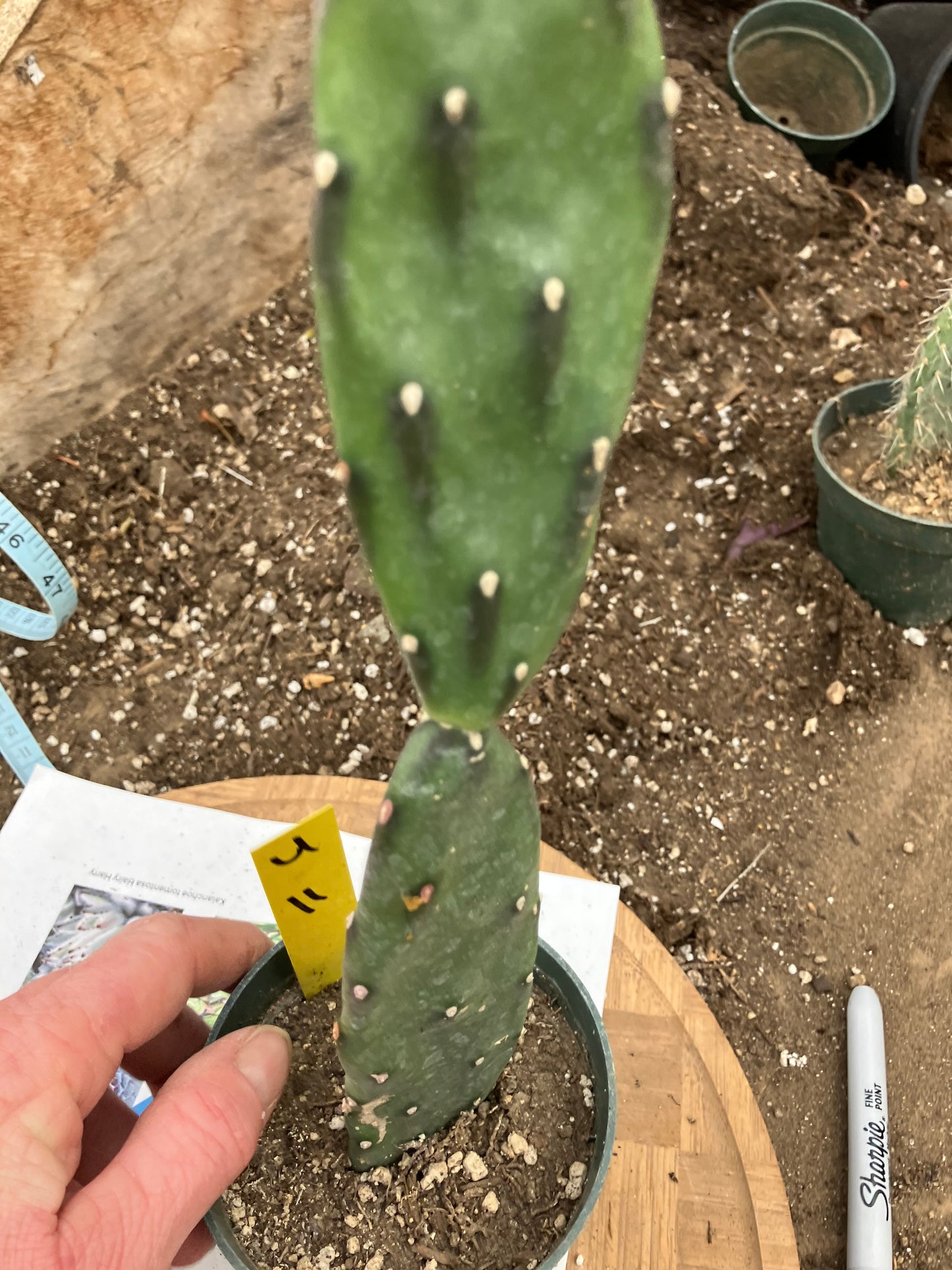 Opuntia canterae elata Ground Crawler 11"Tall #4Y