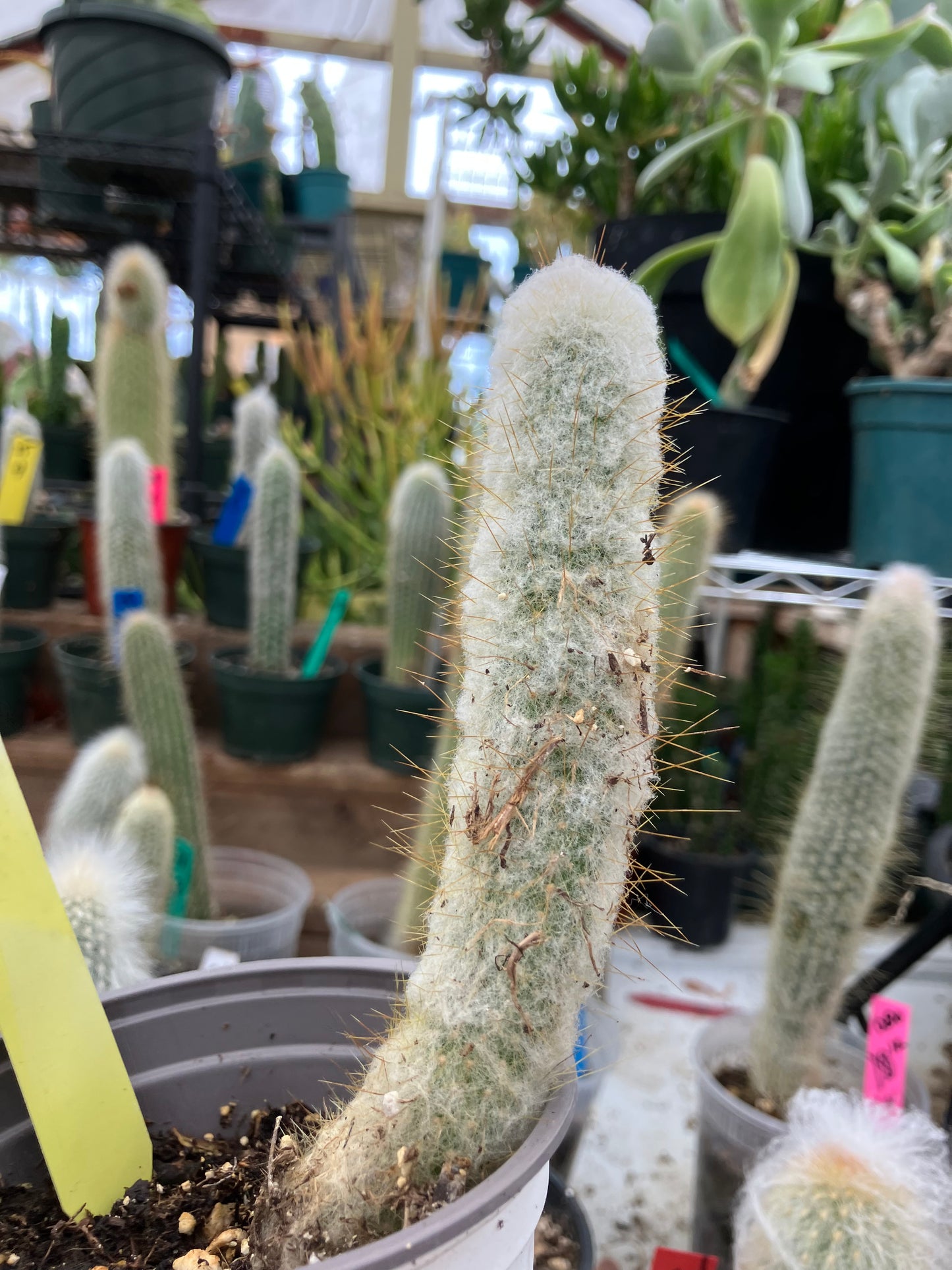 Oreocereus doelzianus Old Woman, Old Man Cactus 6"Tall #21Y