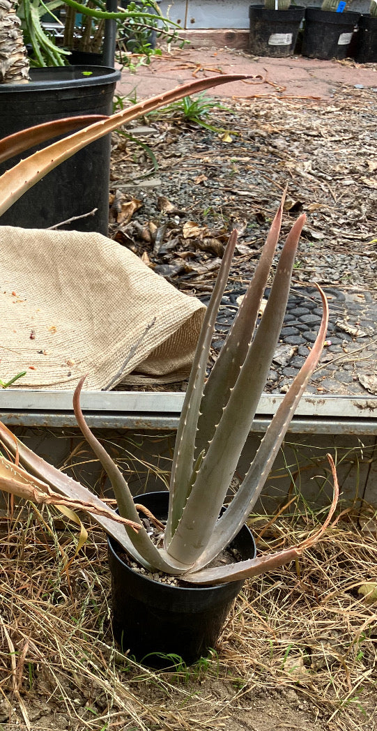 Aloe Vera 12"Tall Plant