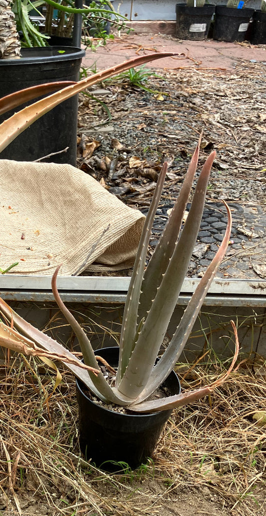 Aloe Vera 12"Tall Plant