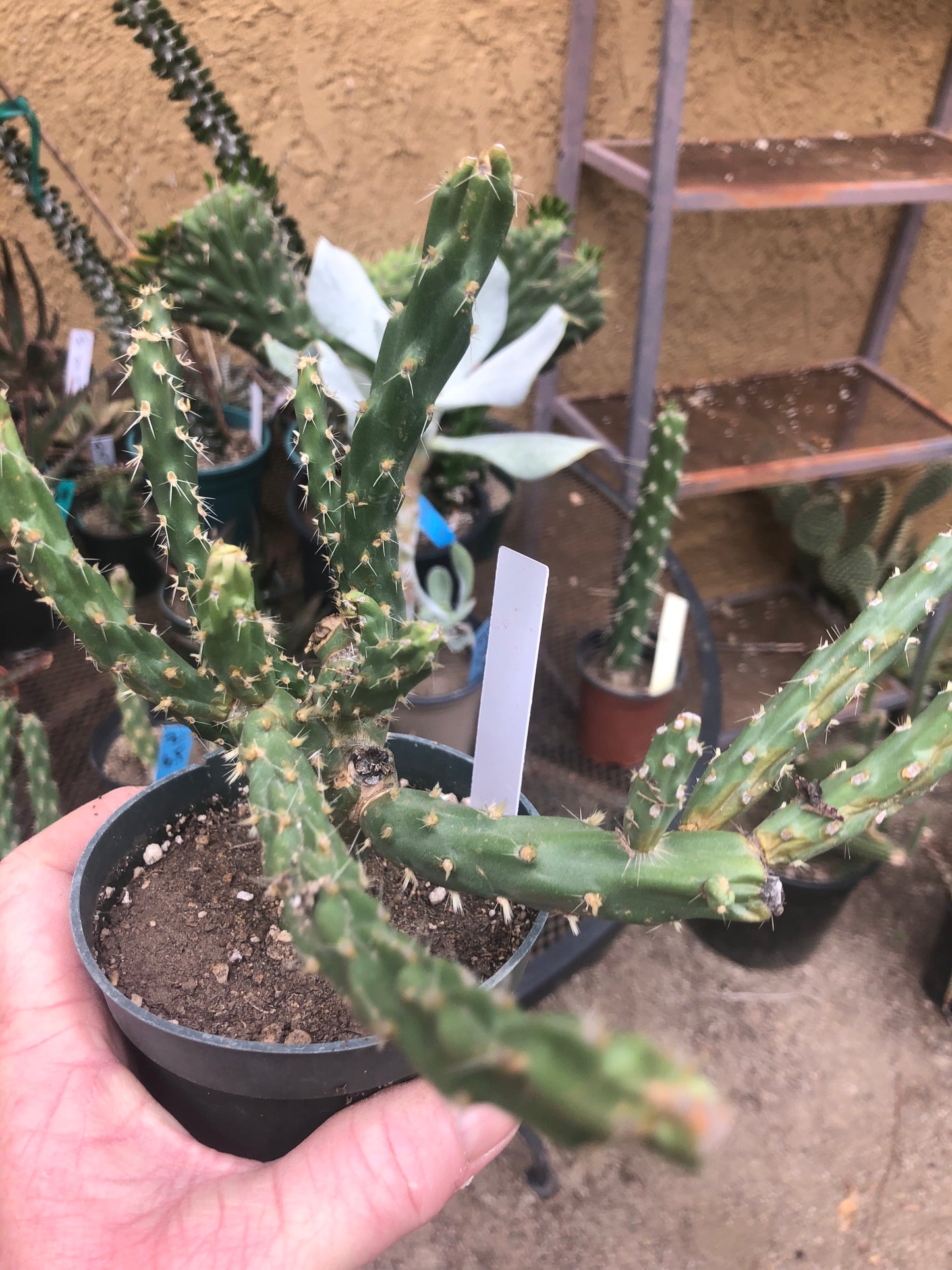 Cholla Cylindropuntia  Buckhorn 6”Tall #67W