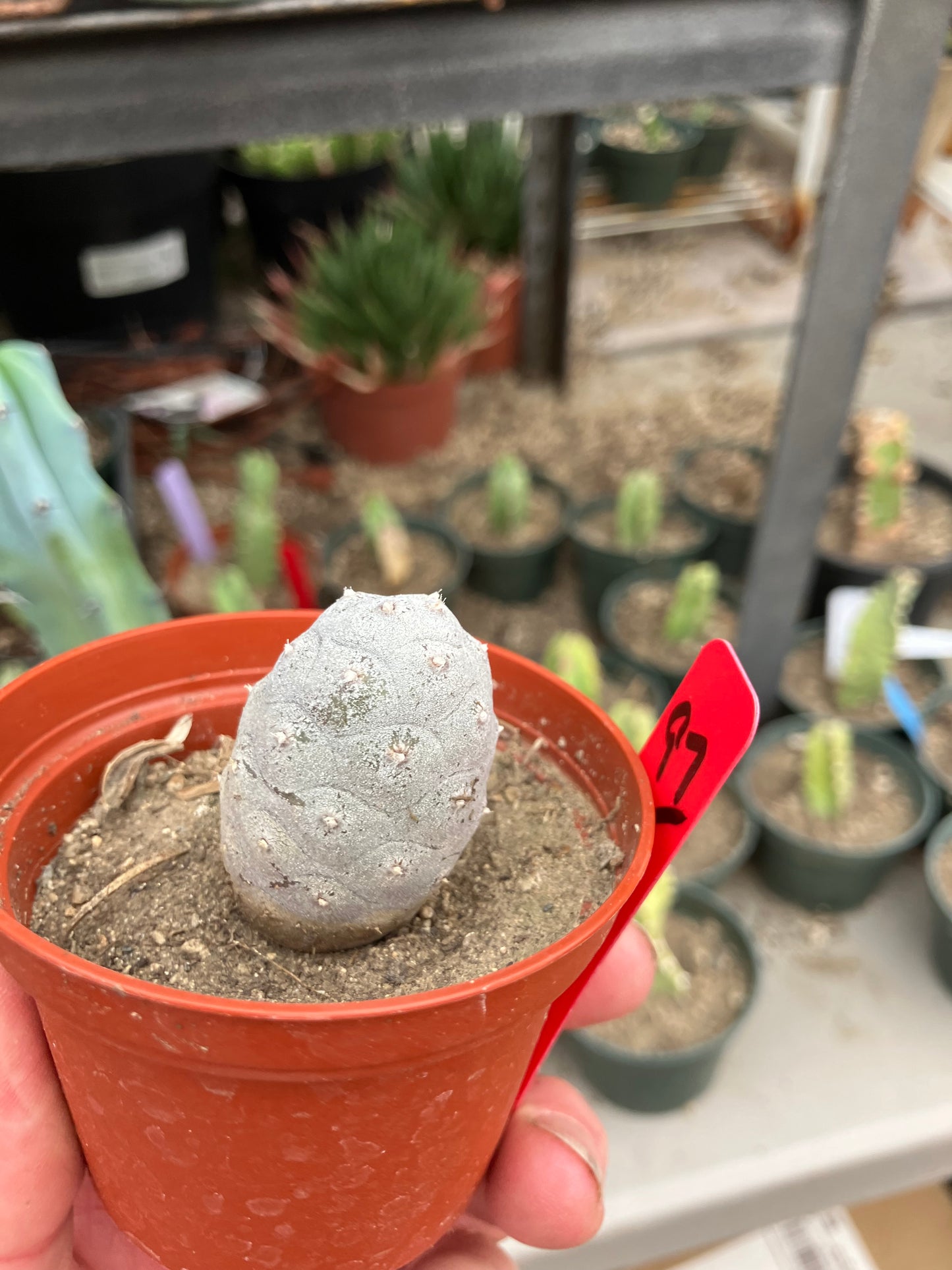 Pine Cone Cactus Tephrocactus~ articulatus var. diadematus Pinecone 1.5"Tall #97R