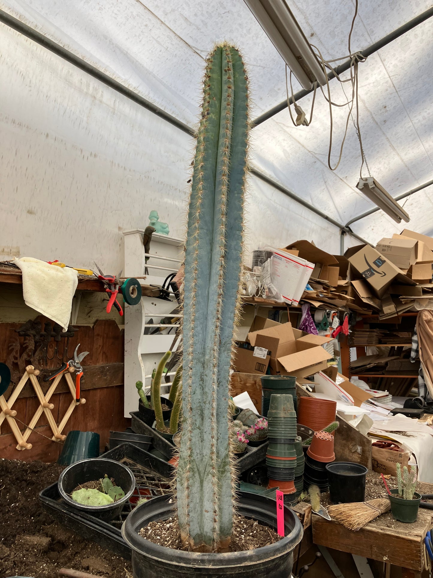 Pilosocereus Blue Azureus Cactus 31" Tall 11.25"Circumference #311P