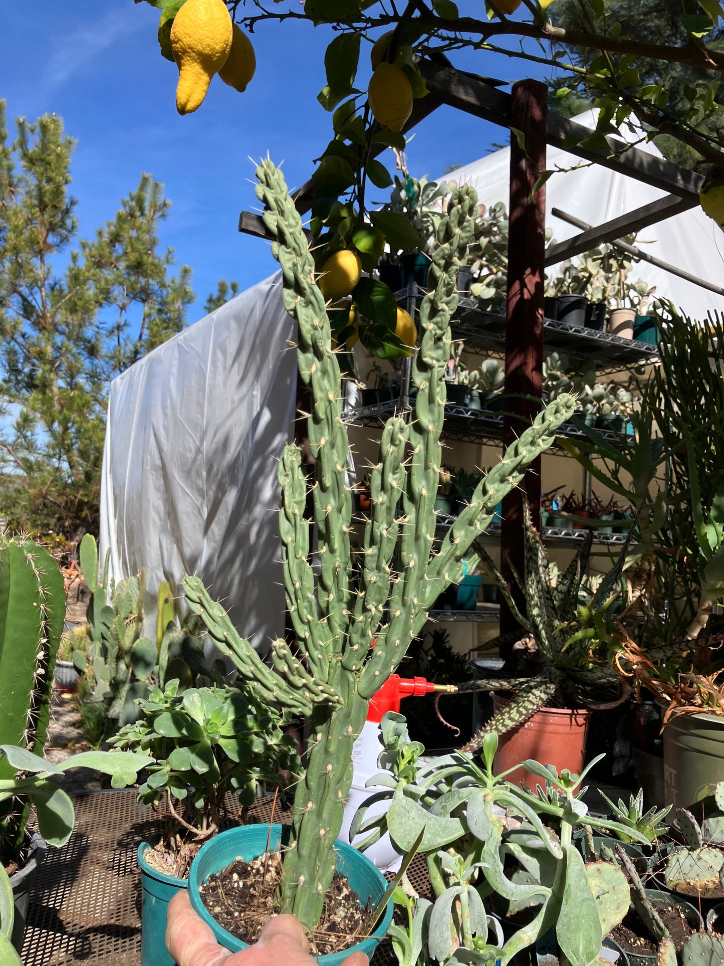 Cholla Cylindropuntia Buckhorn 27”Tall #27Y
