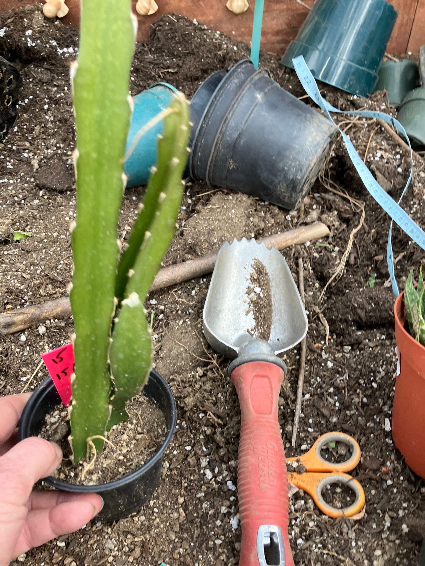 Dragon Fruit Plant Rooted Pitaya or Pitahaya 15" Tall #151P
