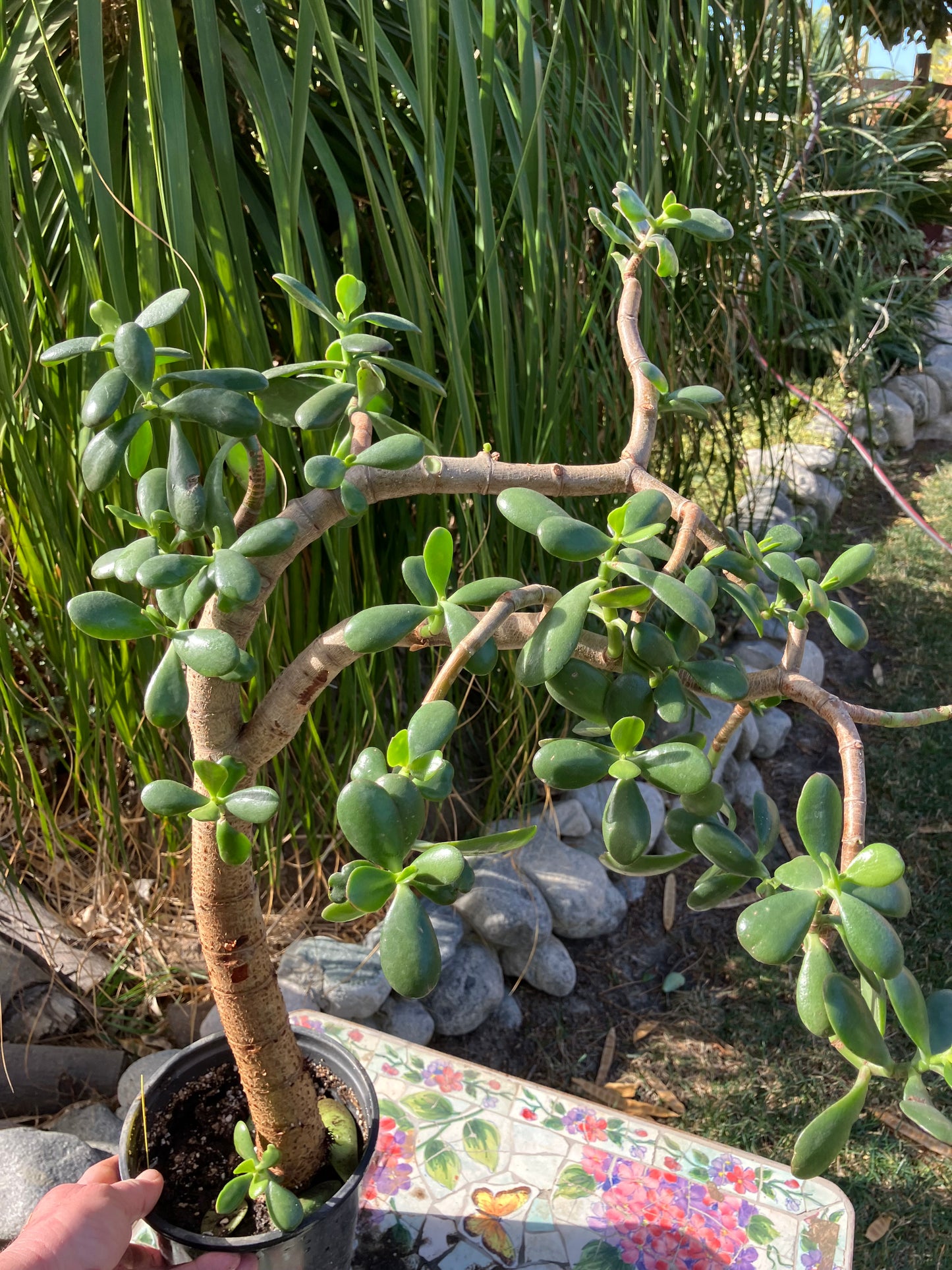 Crassula Ovata Money Jade 23”T 18W #3Y