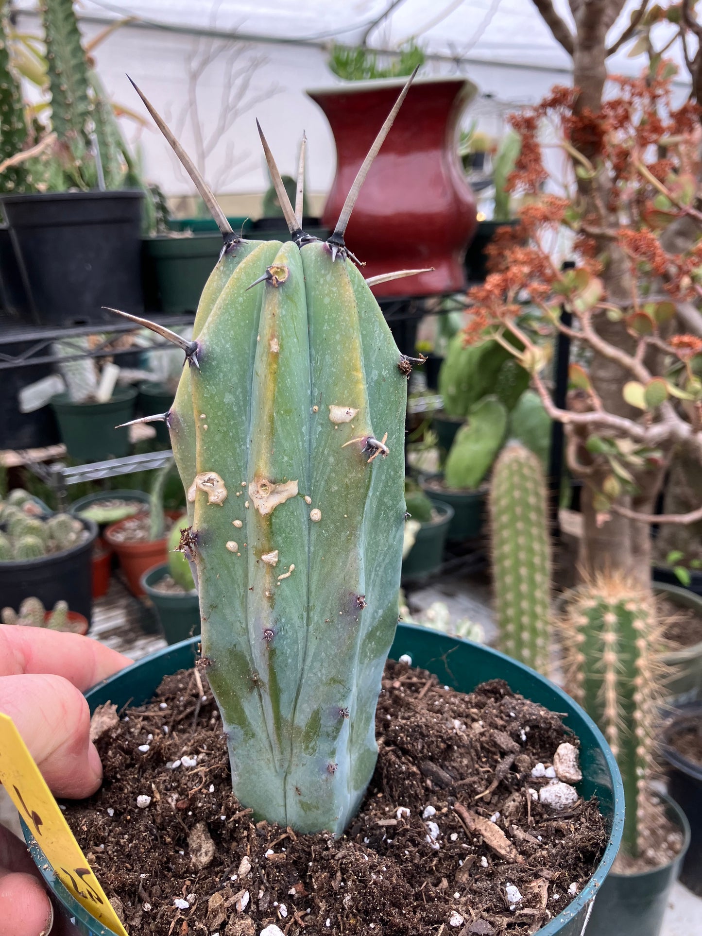 Myrtillocactus cochal Candelabra Cactus 6"Tall 2.5" Wide #1Y