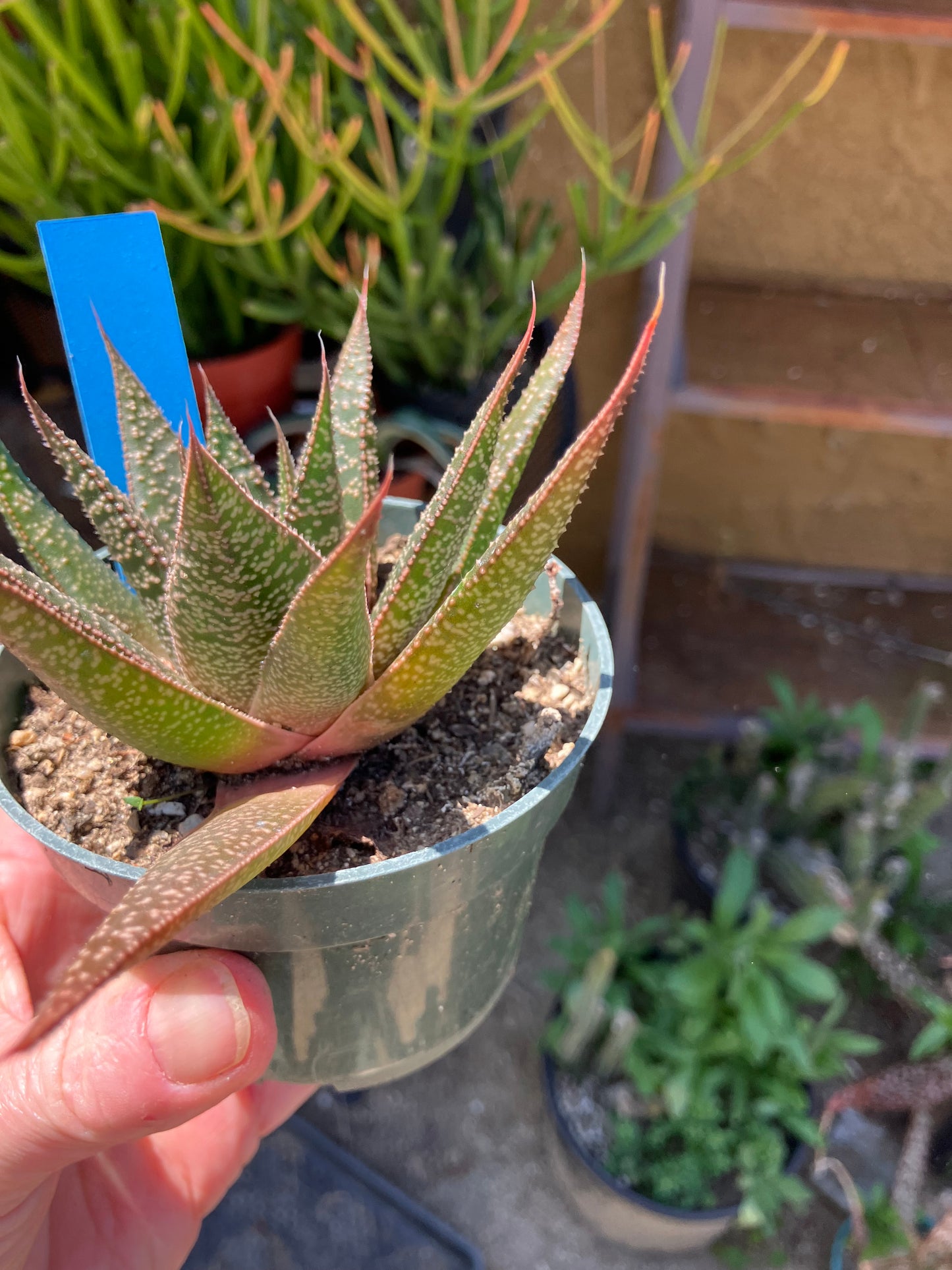 Guinea-fowl aloe  Aristaloe aristata 4”Wide #41B