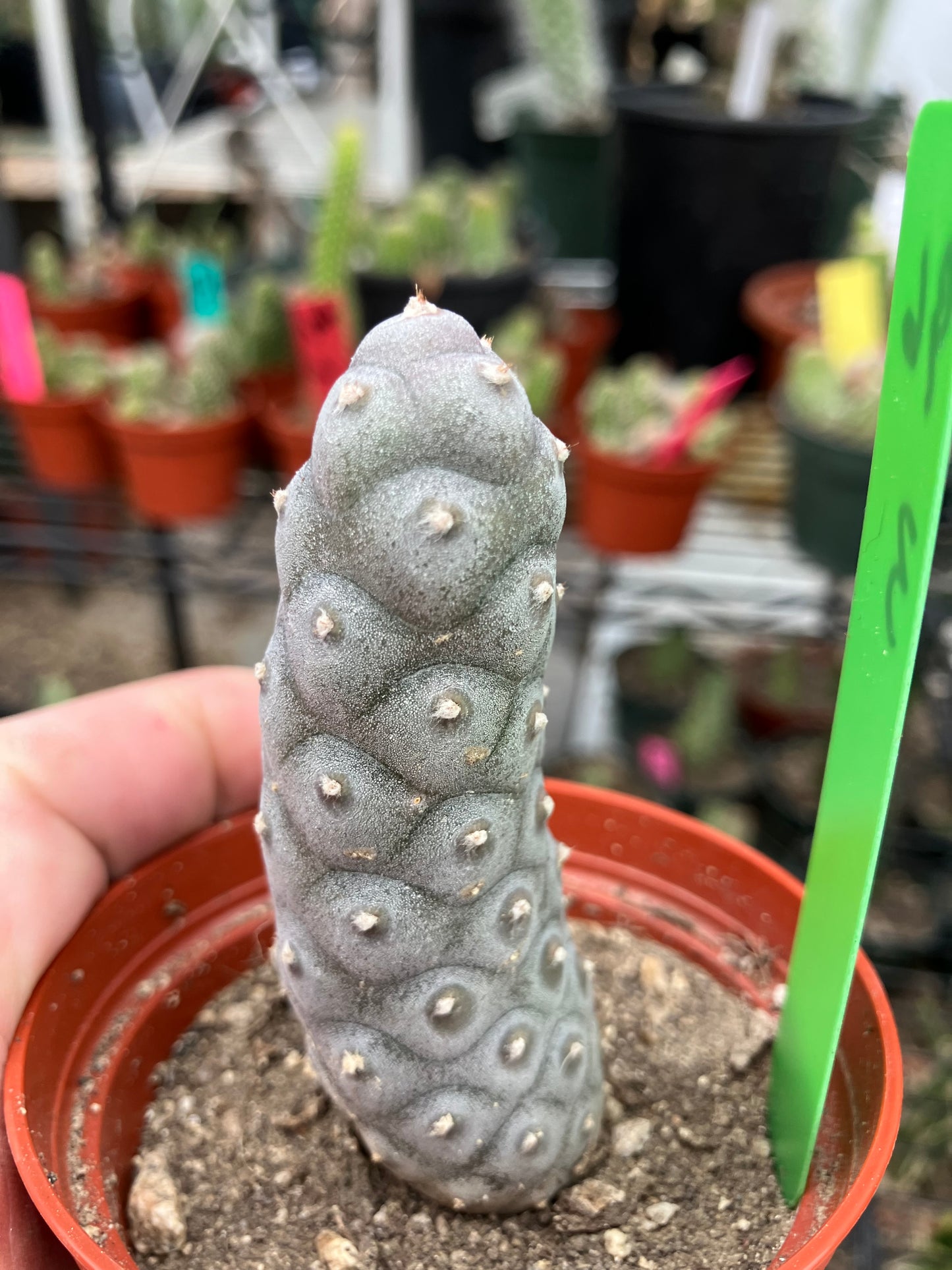 Pine Cone Cactus Tephrocactus~ articulatus var. diadematus Pinecone 3"Tall #96G