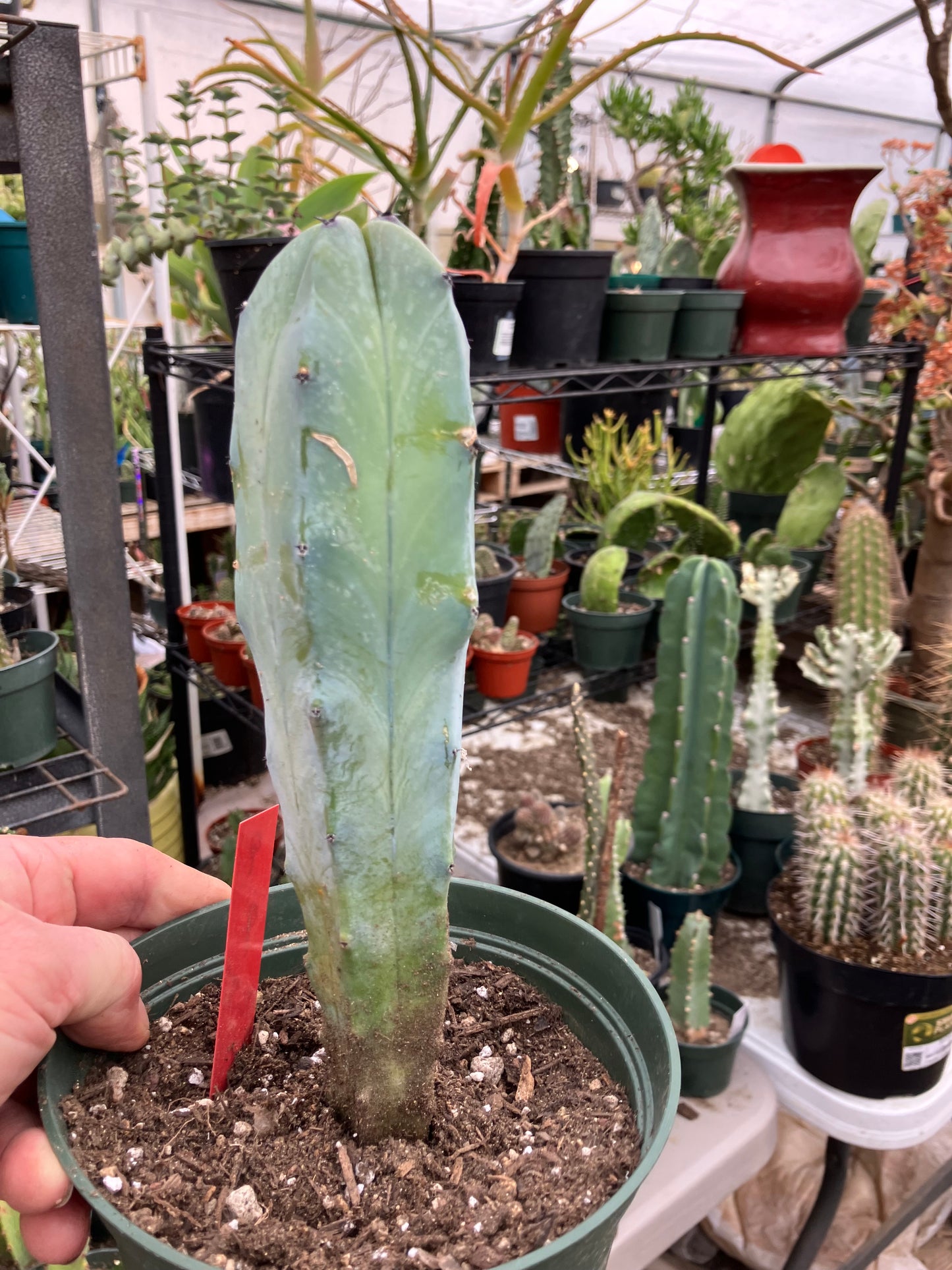 Myrtillocactus cochal Candelabra Cactus 9"Tall 2.5" Wide #9R