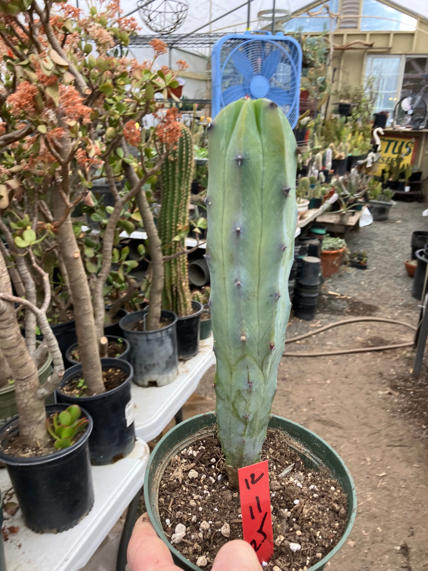 Myrtillocactus cochal Candelabra Cactus 11"Tall 2.5" Wide #12R