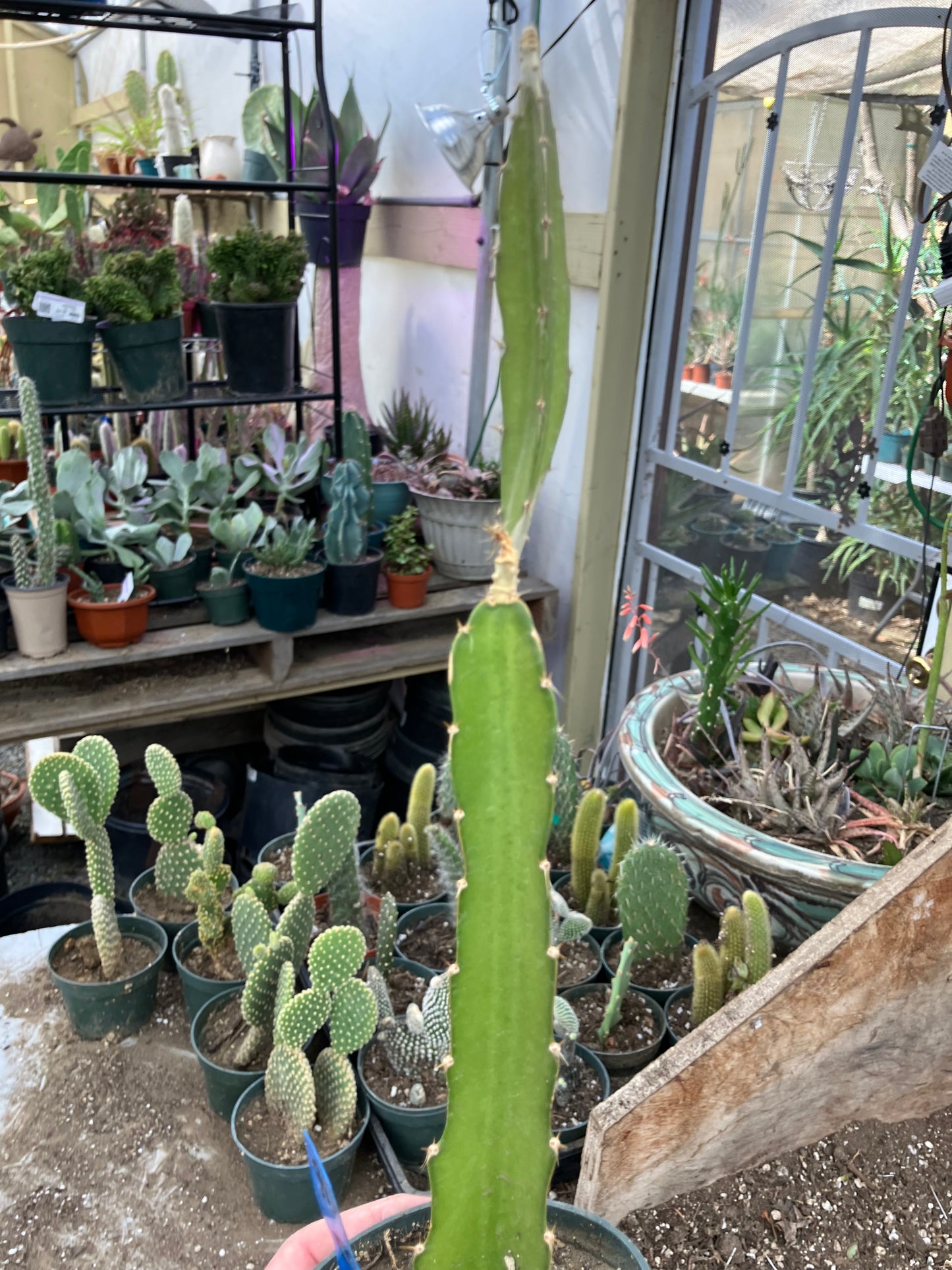 Dragon Fruit Plant Rooted Pitaya or Pitahaya 13" Tall #916B