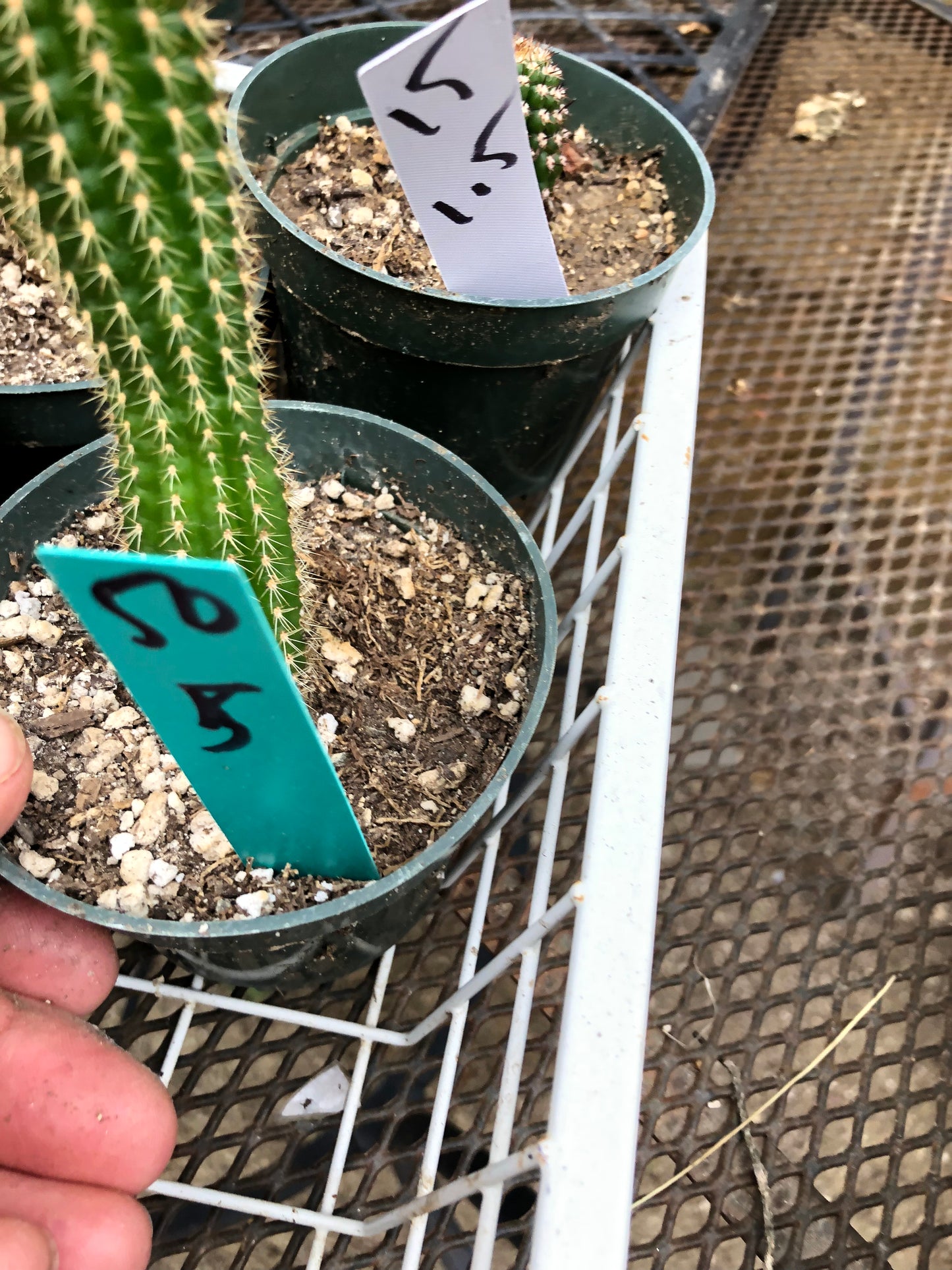 Trichocereus brevispinulosus Indian Comb Cactus 5"Tall #50G