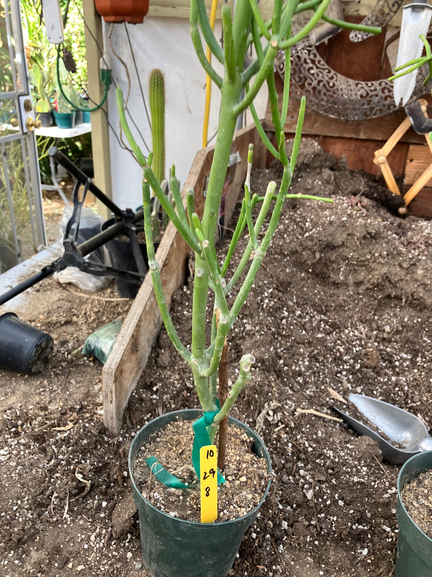 Euphorbia tirucalli Pencil Cactus 29"Tall 9"Wide #10Y
