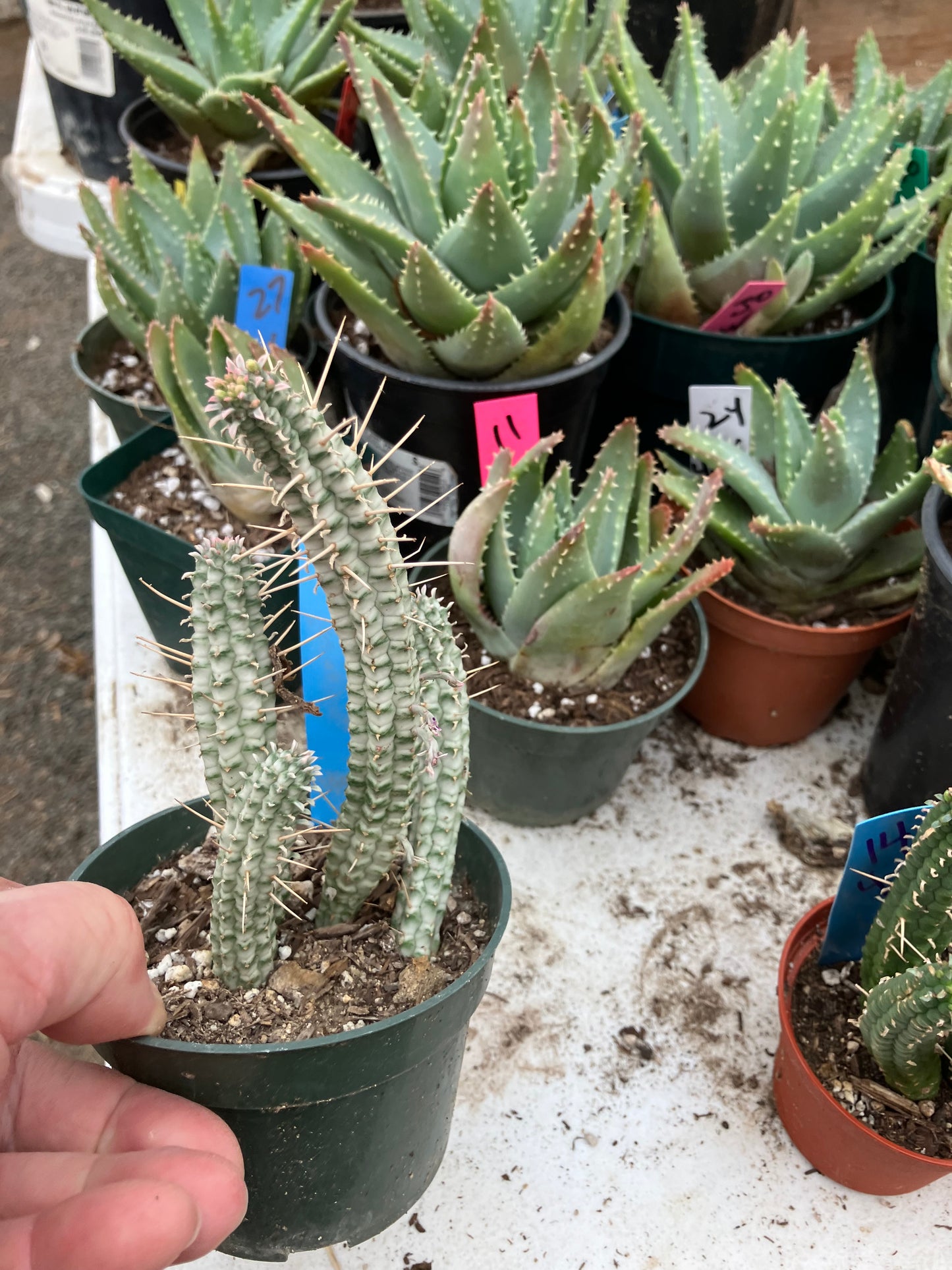 Euphorbia mammillaria variegata Corn Cob 6"Tall #20B