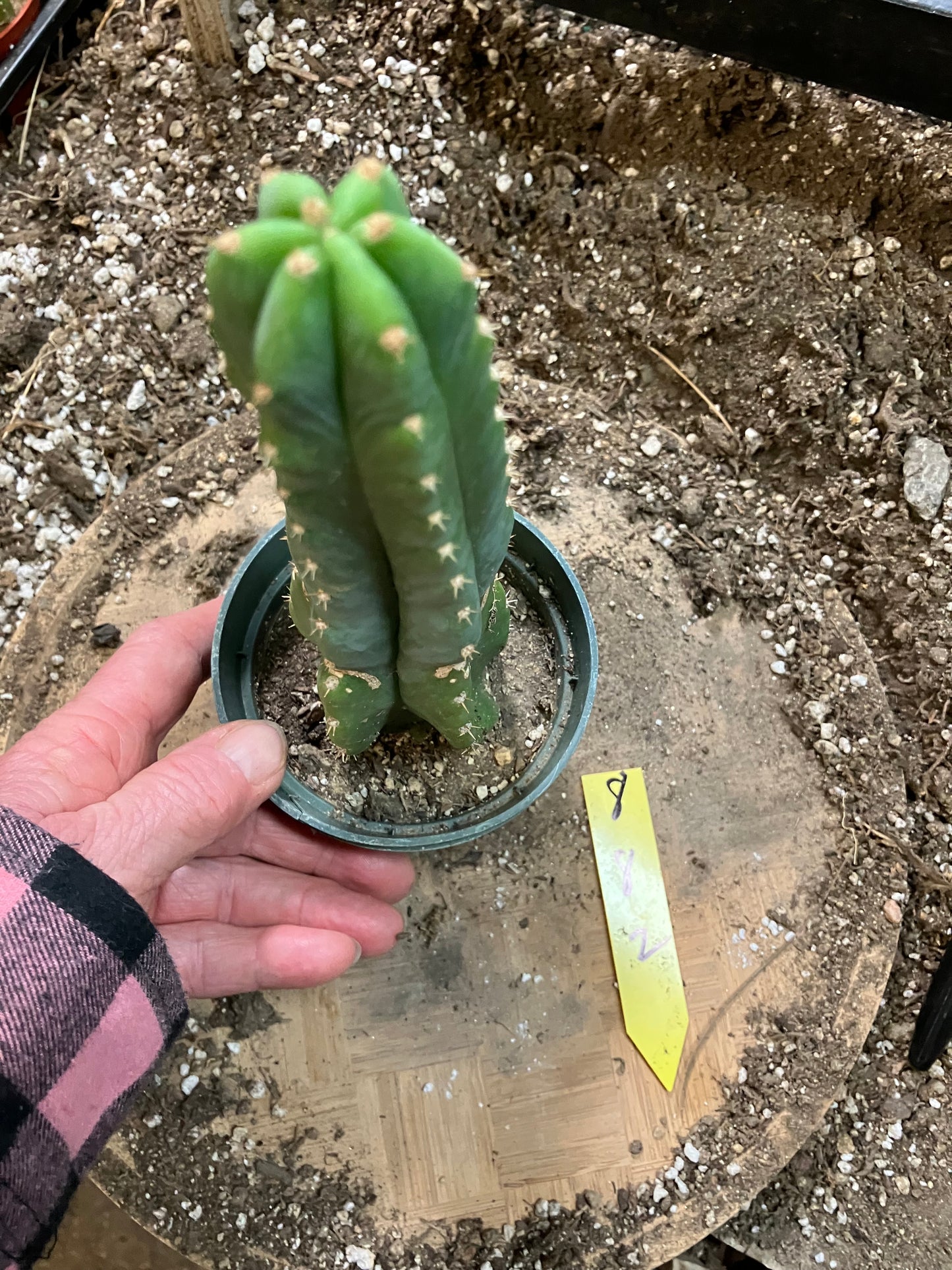 San Pedro Cactus - Trichocereus pachanoi 8" Tall #8Y