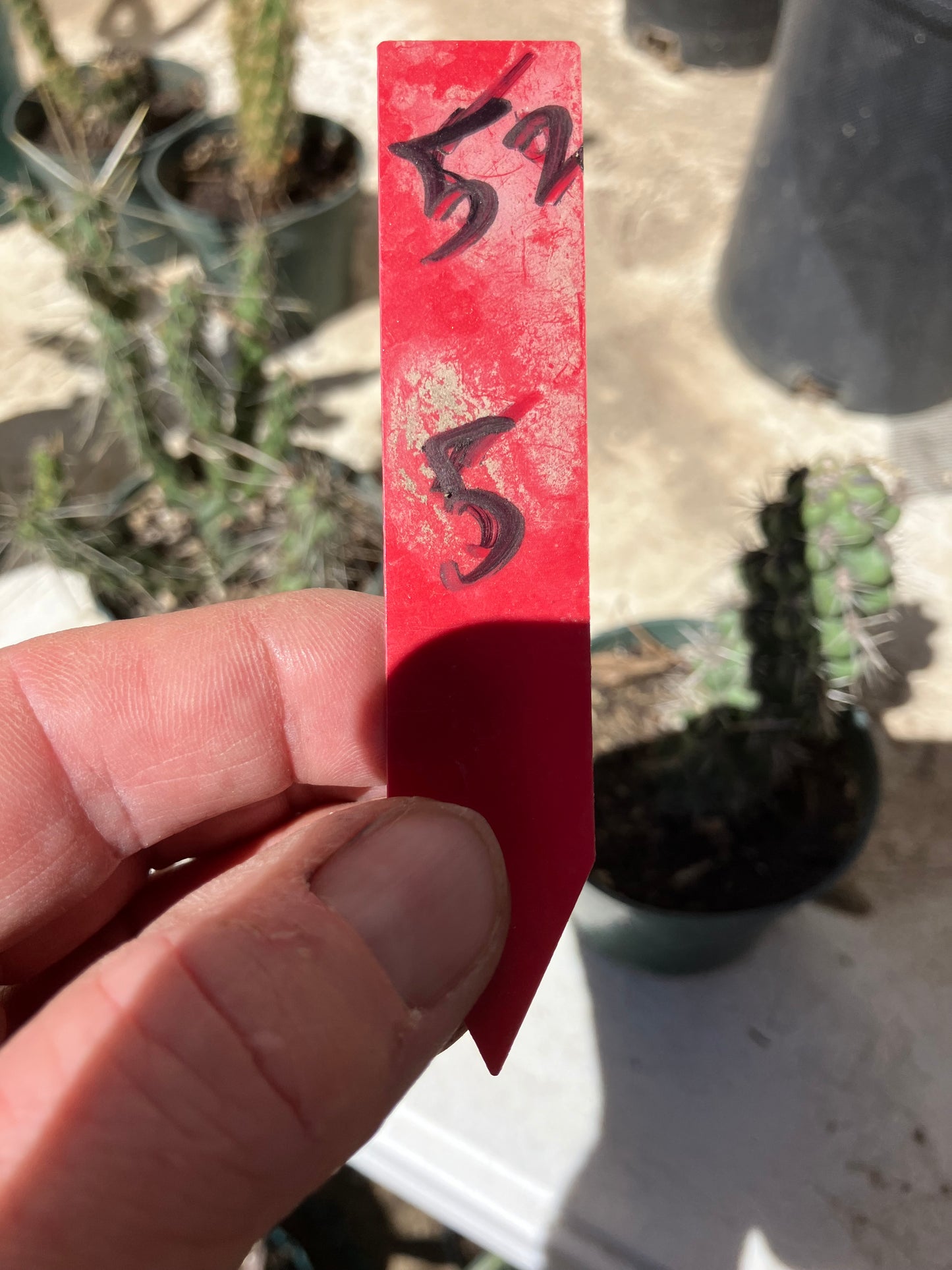 Cholla Cylindropuntia Buckhorn Cactus 5”Tall #52R