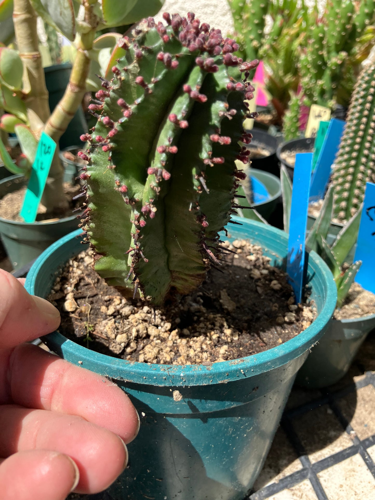 Euphorbia anoplia Green Tanzanian Zipper 5"Tall #15B