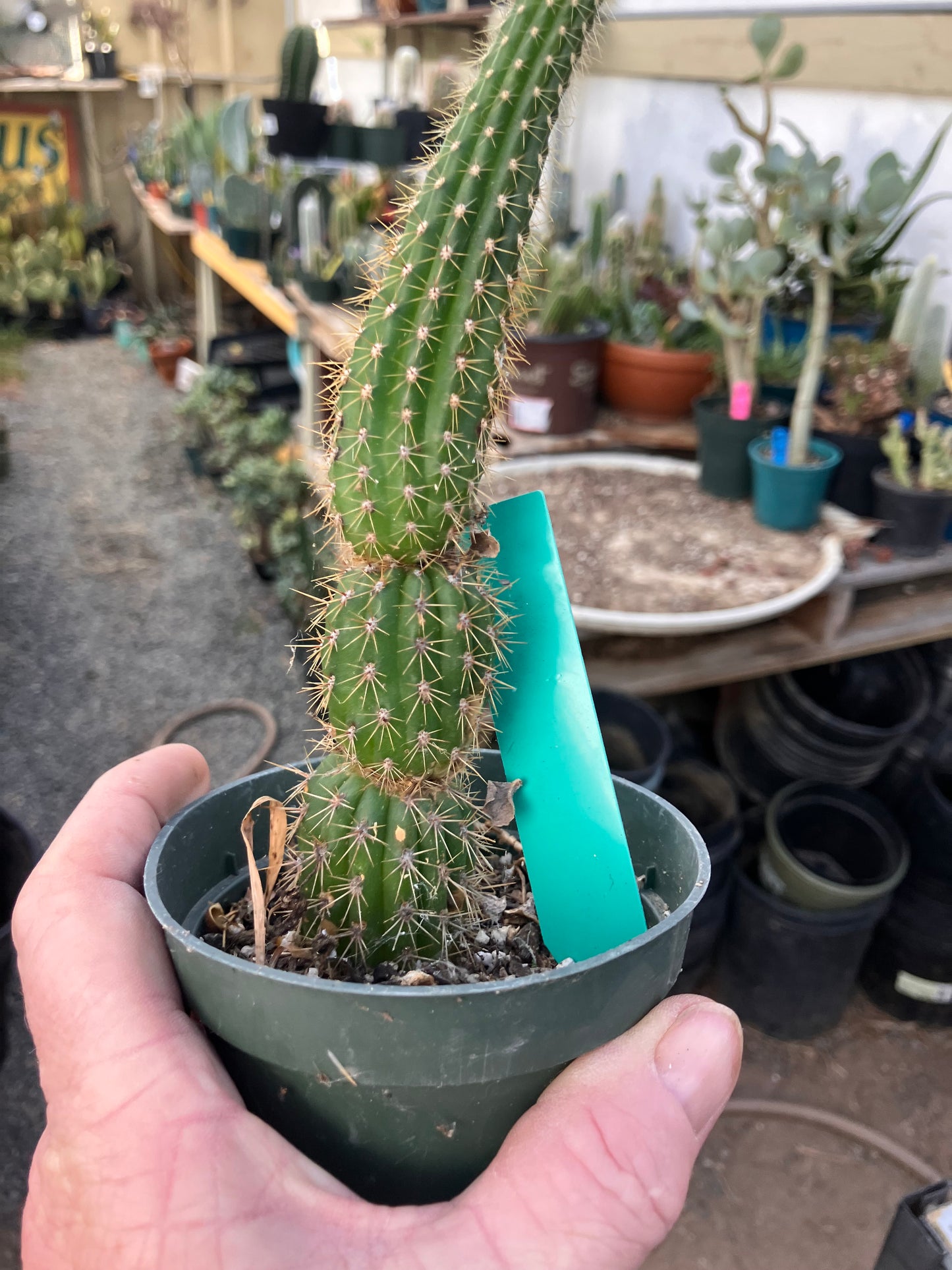 Golden Torch Cactus - Trichocereus spachianus 8”Tall #89G