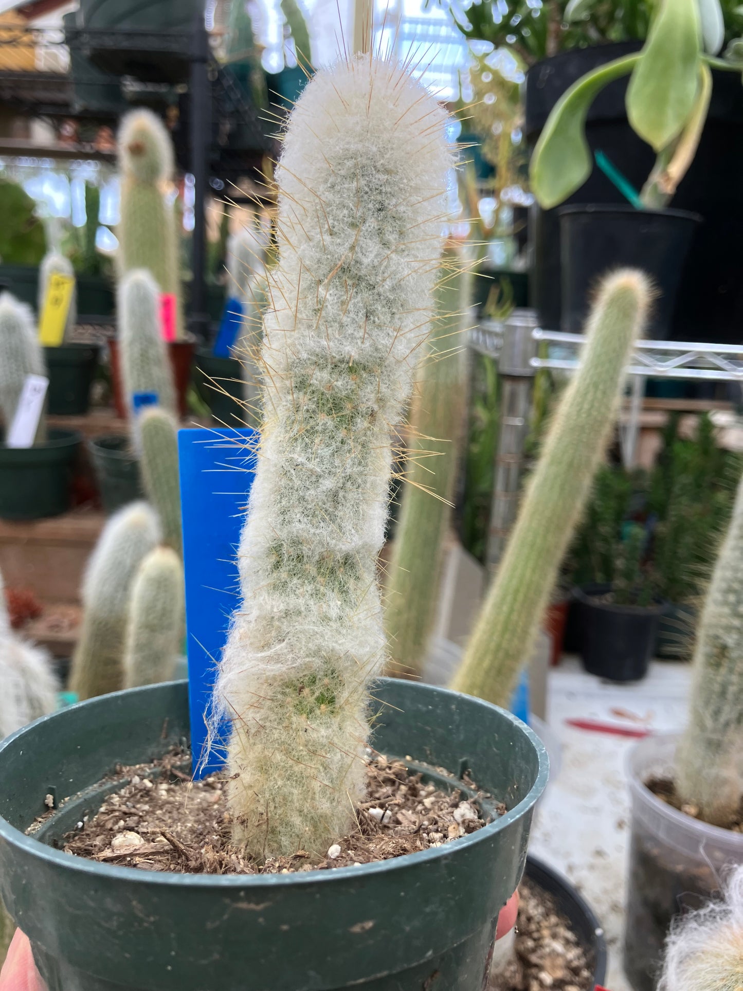 Oreocereus doelzianus Old Woman, Old Man Cactus 6"Tall #60B