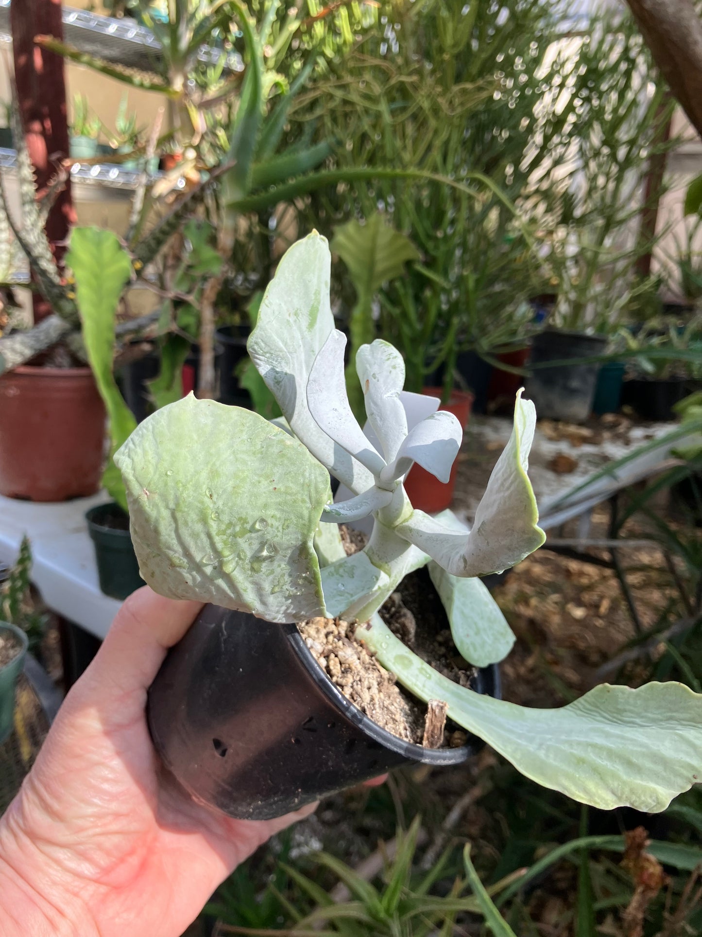 Cotyledon Silver Waves Succulent 5.5"Tall #27W