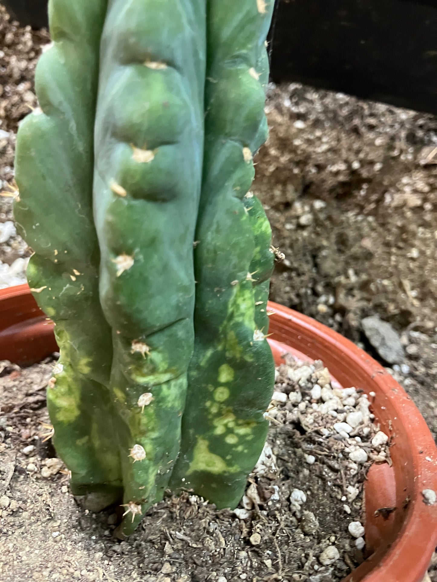 San Pedro Cactus - Trichocereus pachanoi 7"Tall #7Y
