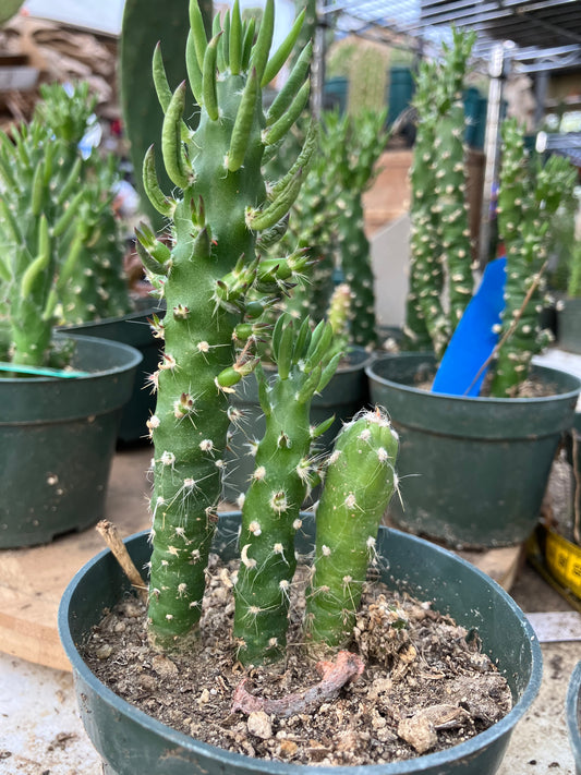 Austrocylindropuntia Cactus Gumbi Mini Eve's Needle 5"Tall #116B