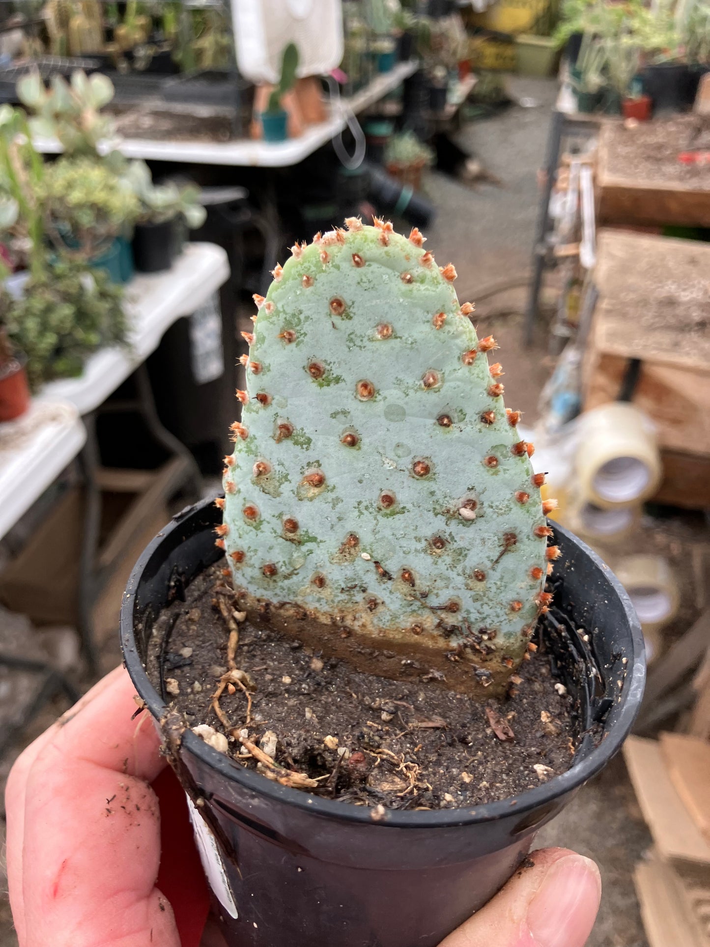 Opuntia Basilaris Beavertail Cactus 3"Tall #33R