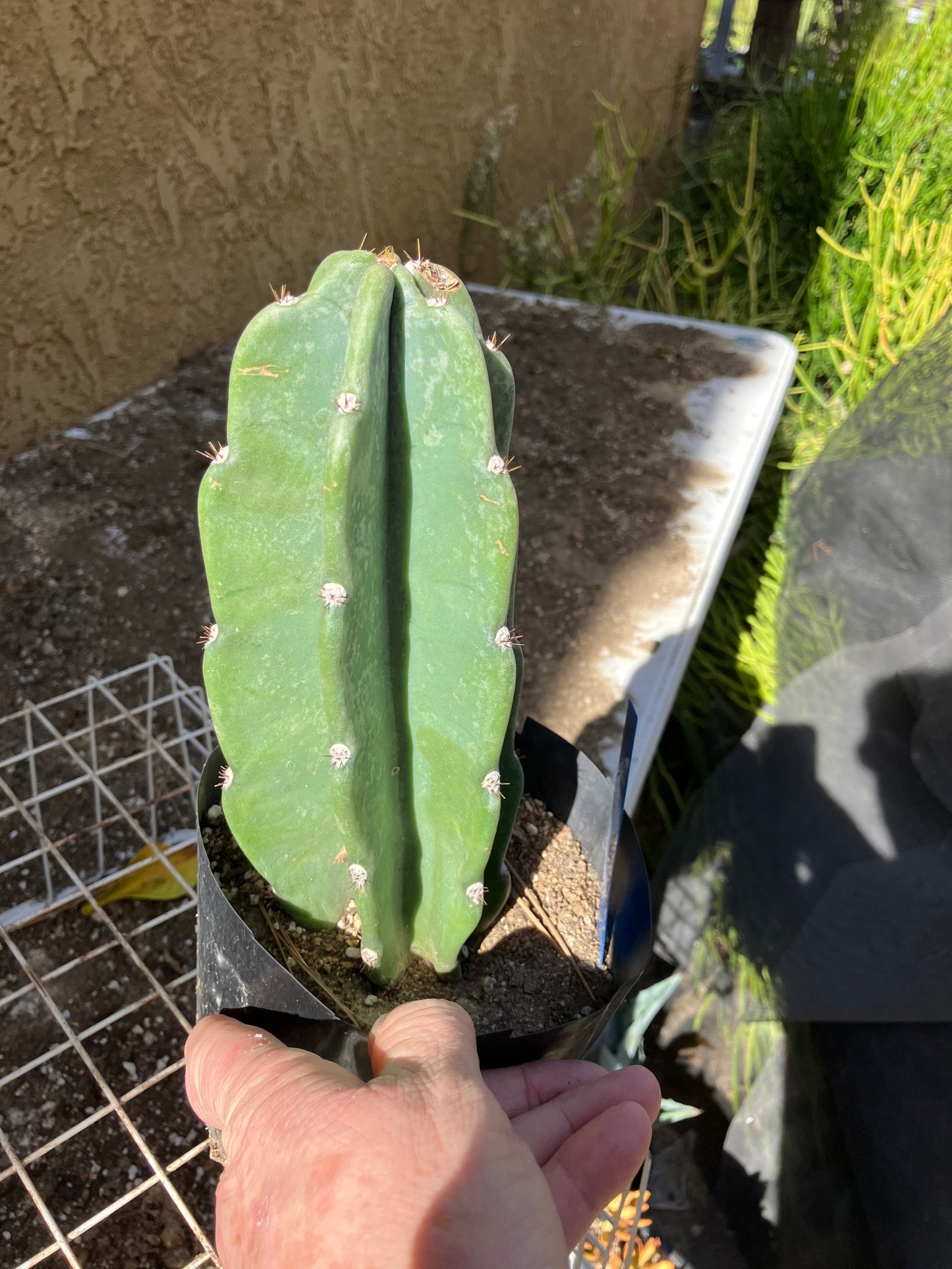 Cereus Peruvianus Night Blooming 8”Tall #80B
