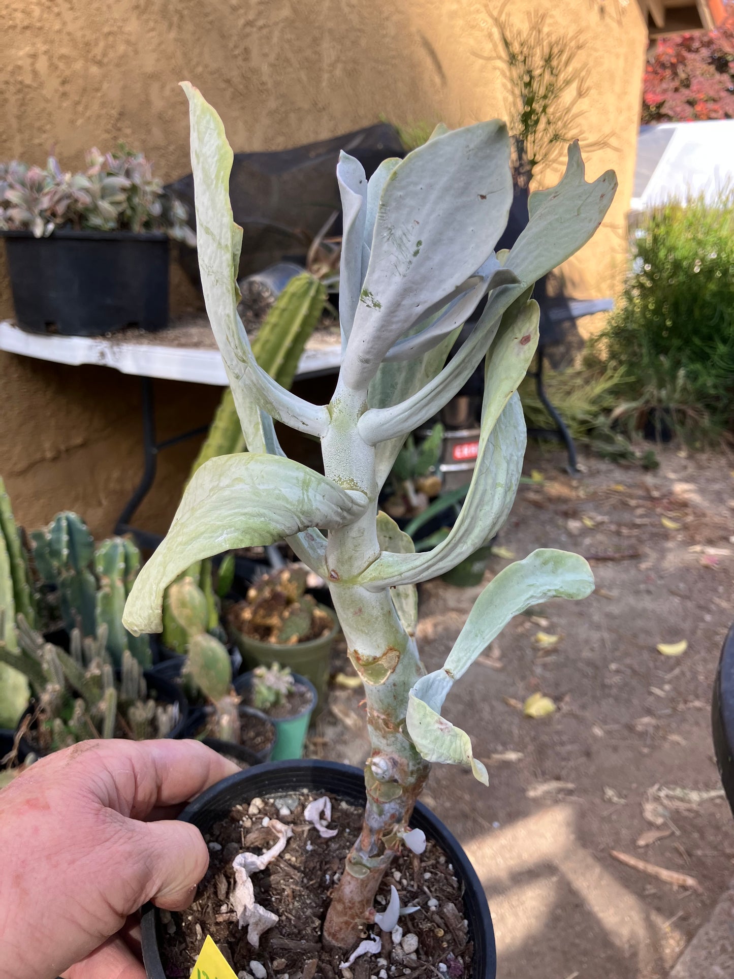Cotyledon Silver Waves Succulent 12"Tall #126Y