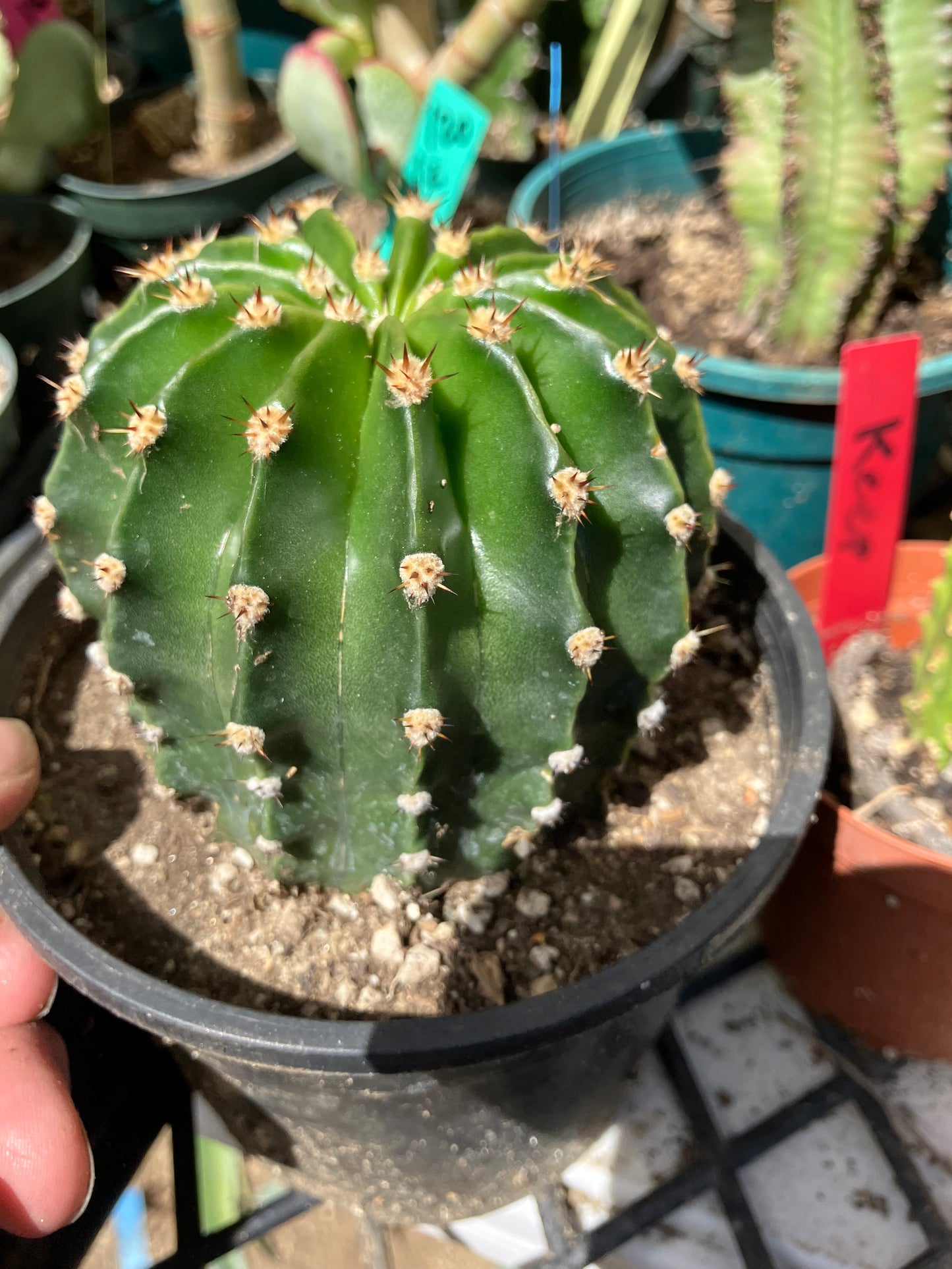 Echinopsis oxygona Salmon Easter Lily 3" Diameter