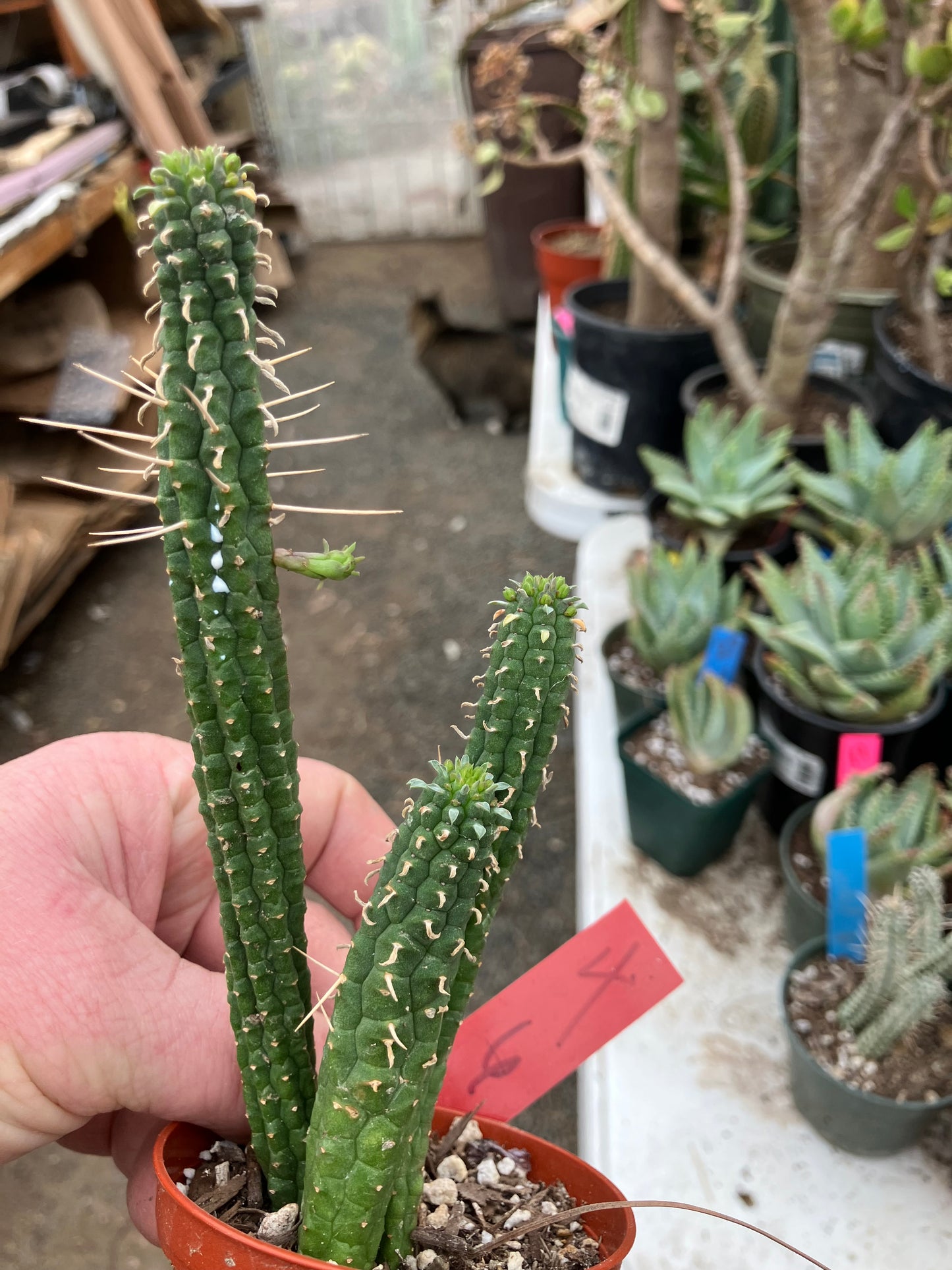 Euphorbia mammillaria GREEN Corn Cob 6"Tall #4R