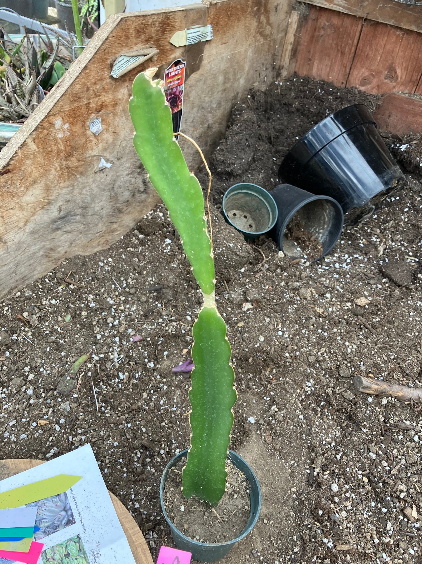 Dragon Fruit Plant Rooted Pitaya or Pitahaya 16" Tall #69P