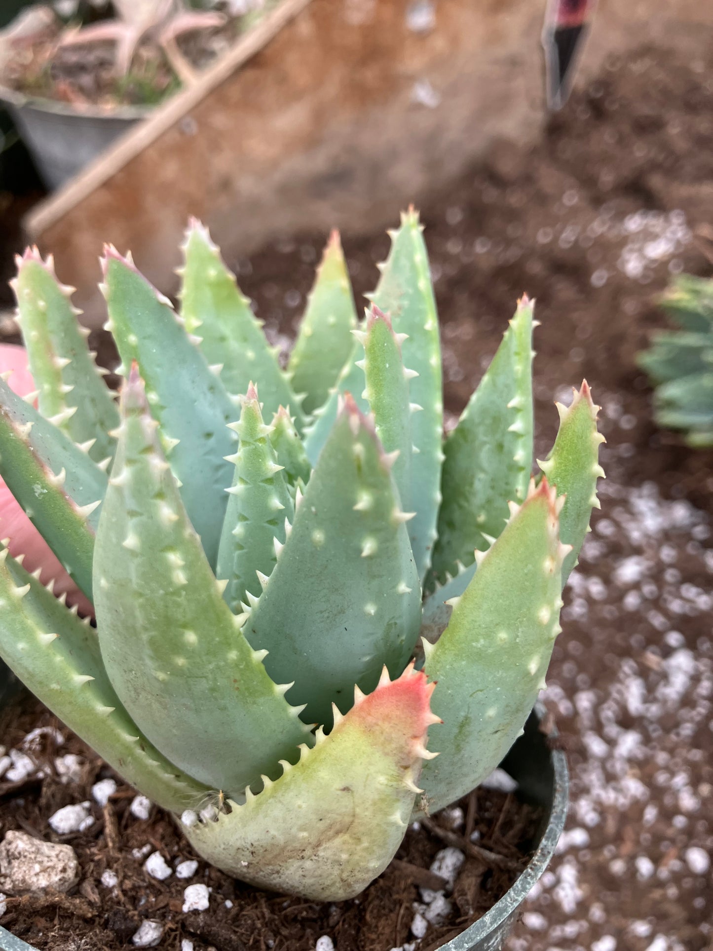 Aloe Brevifolia Short Leaf Aloe Succulent 3.5"W 3.5"Tall #12Y