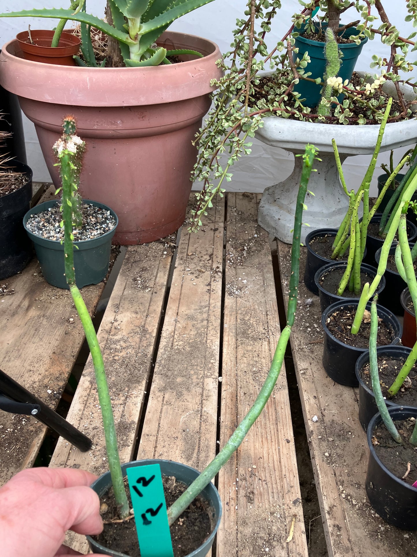 Euphorbia leucodendron Cat Tail 12" Tall #12G