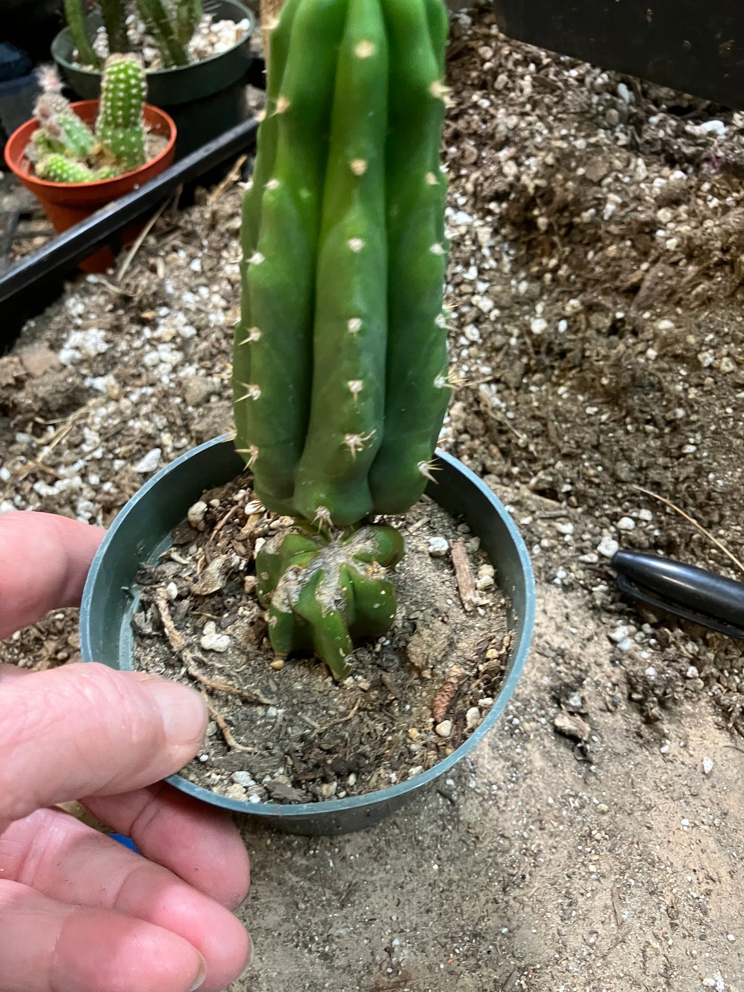 San Pedro Cactus - Trichocereus pachanoi 6"Tall #1002B