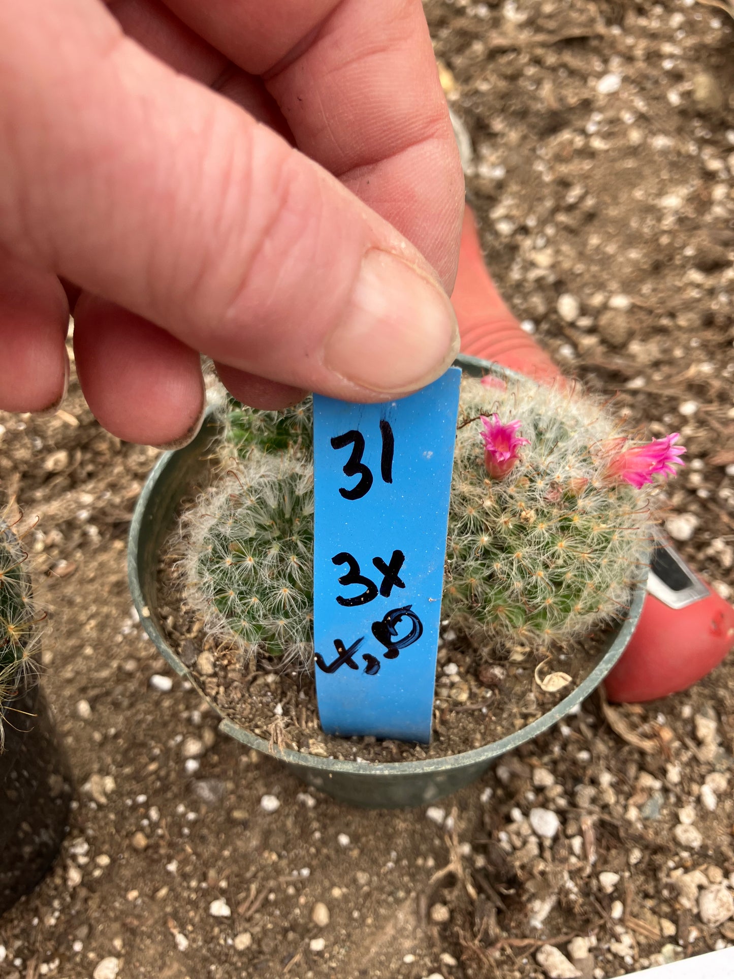 Mammillaria bocasana rosalviflora Powder Puff Cluster 4"W #31B "This Plant"