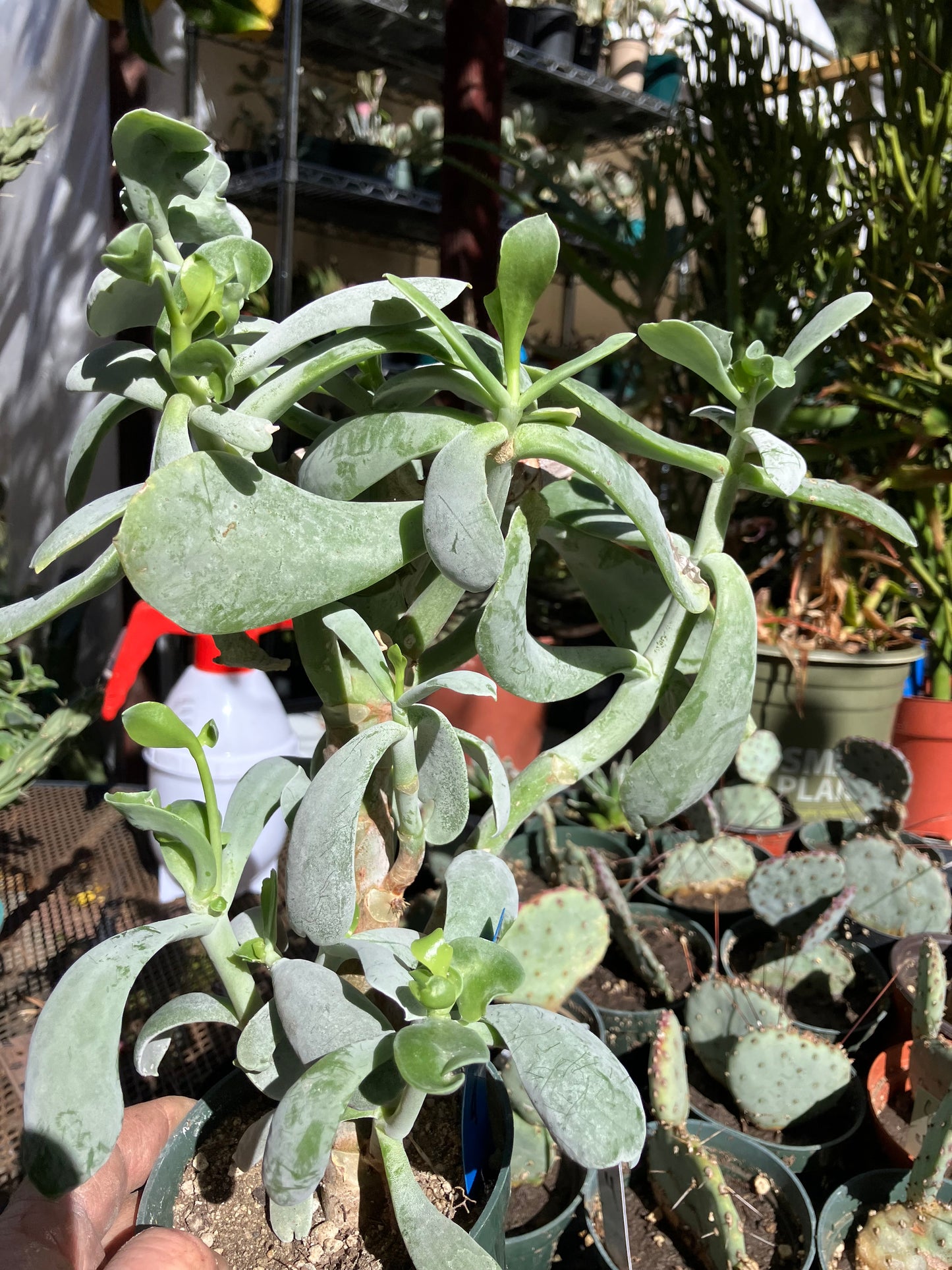 Cotyledon Silver Waves Succulent 12"Tall #129B