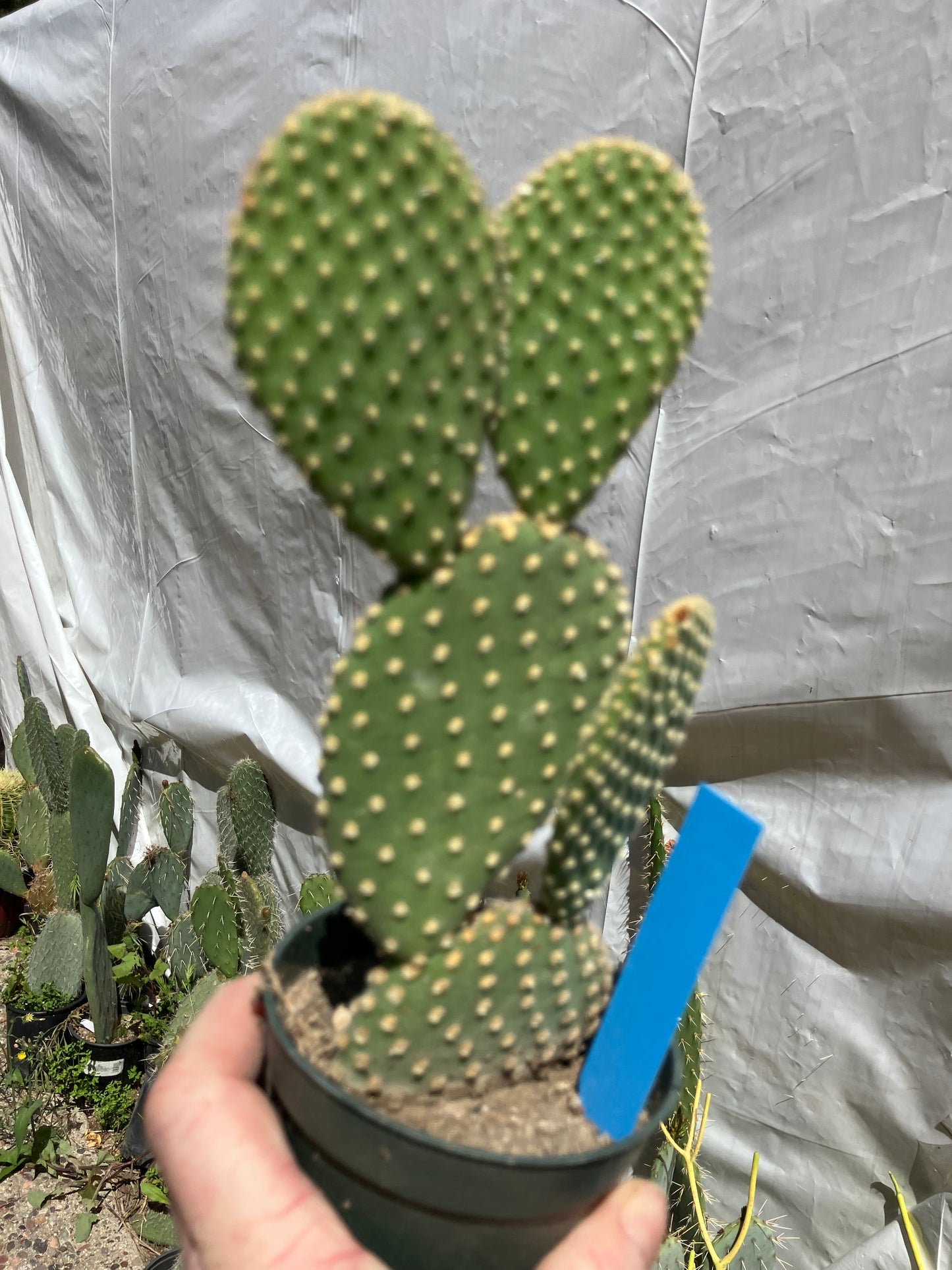Opuntia microdasys Off White Bunny 8"Tall #100B